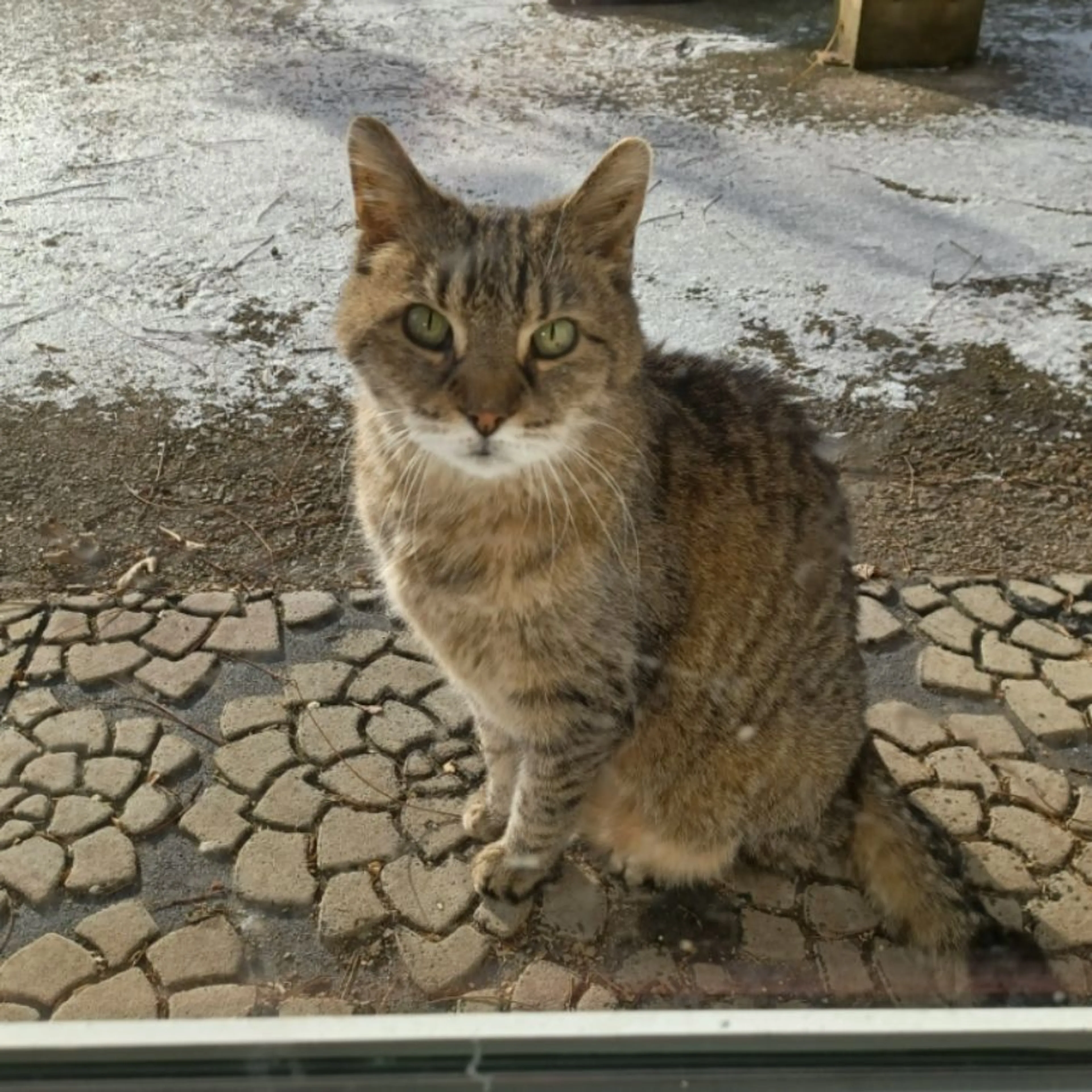 Lost pet