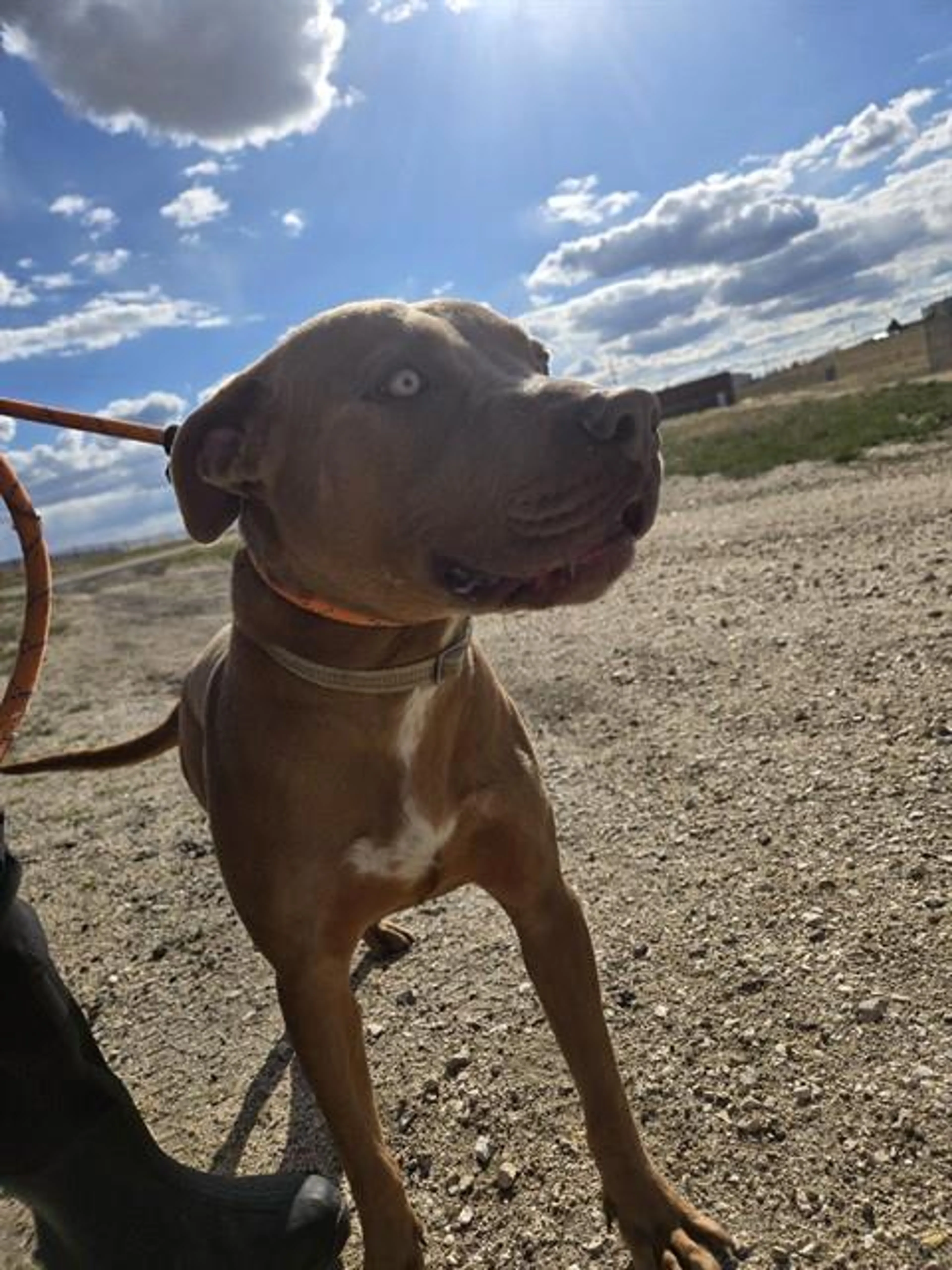 Found pet