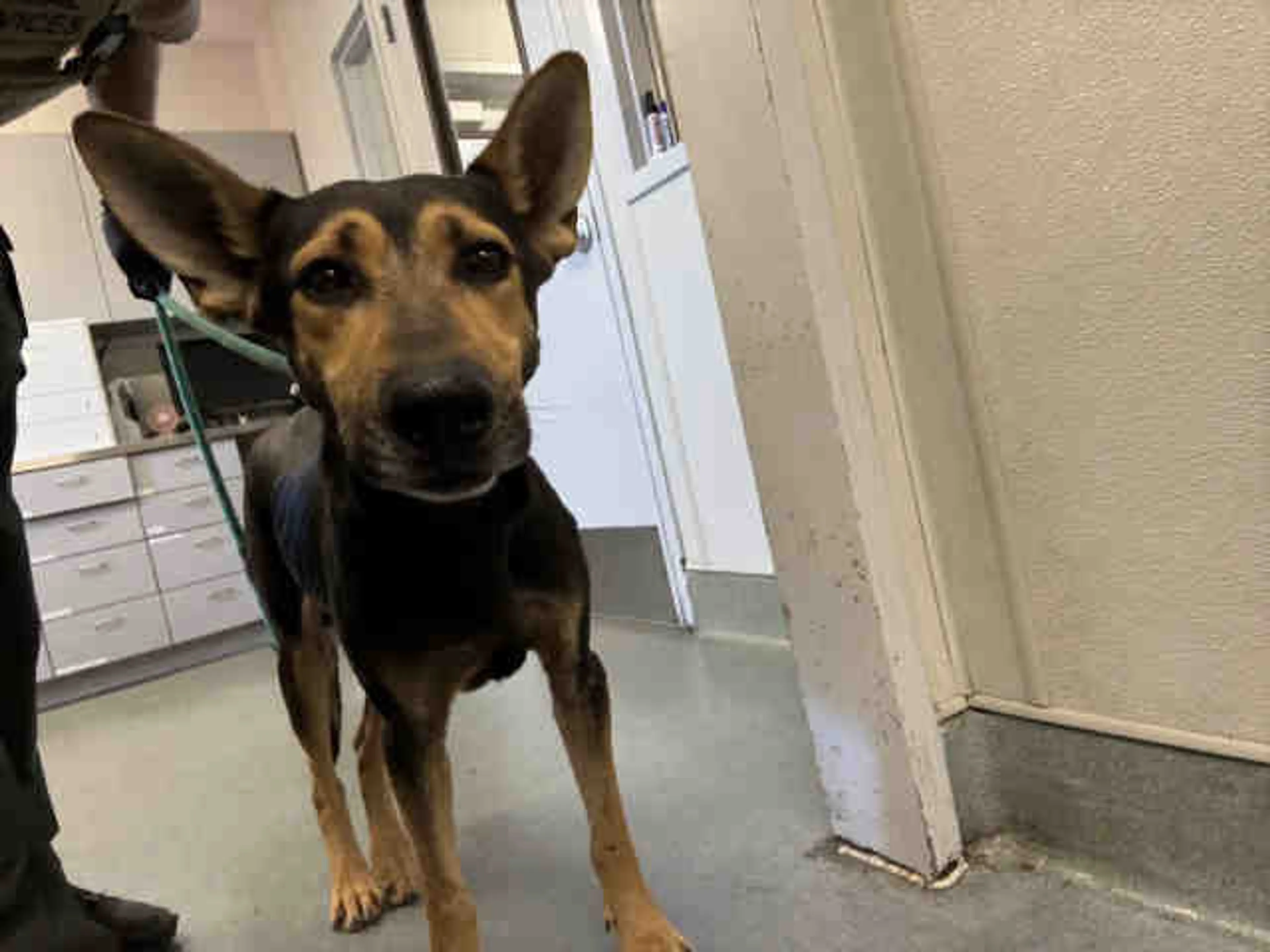 Found pet