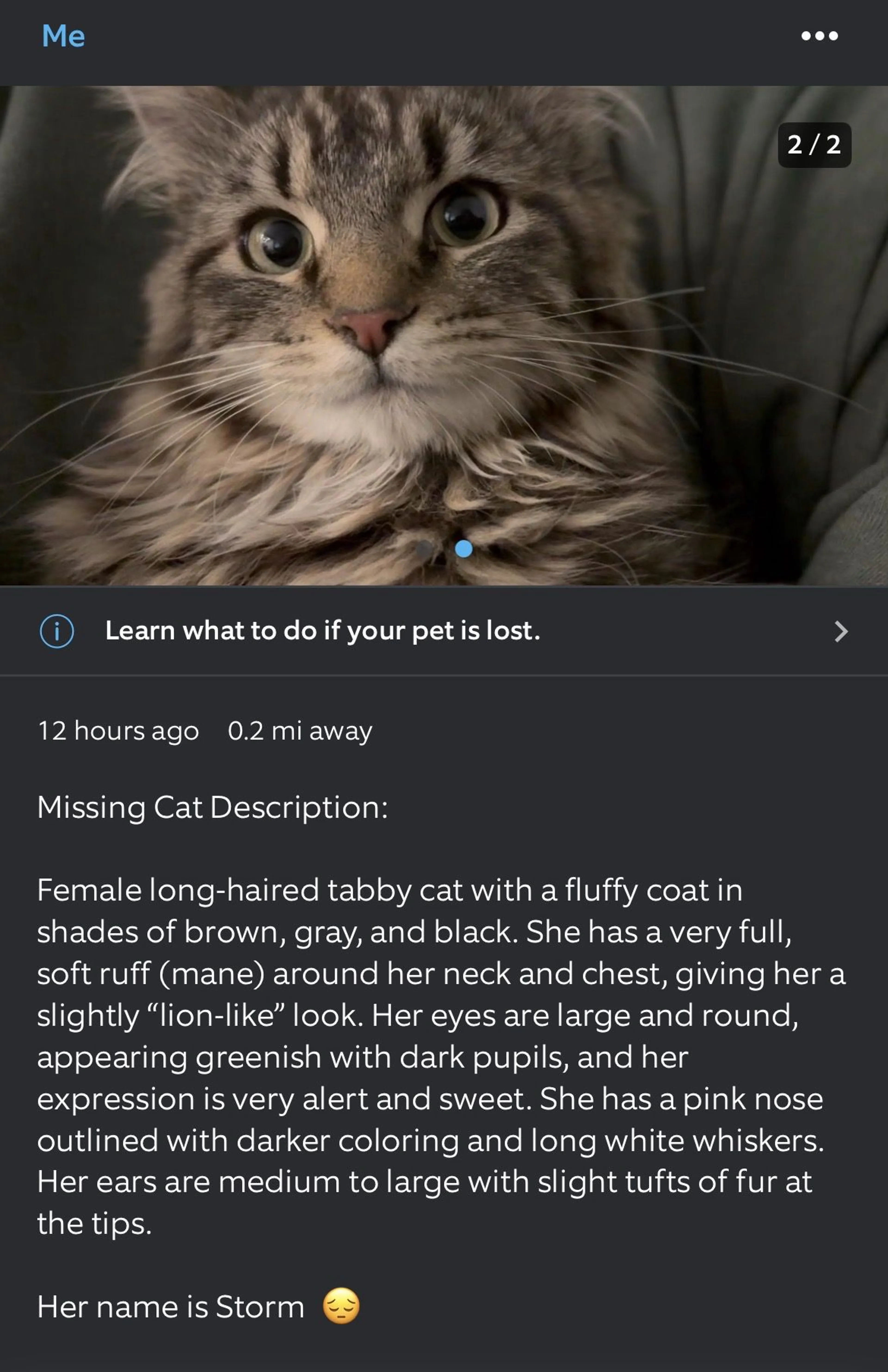 Lost pet