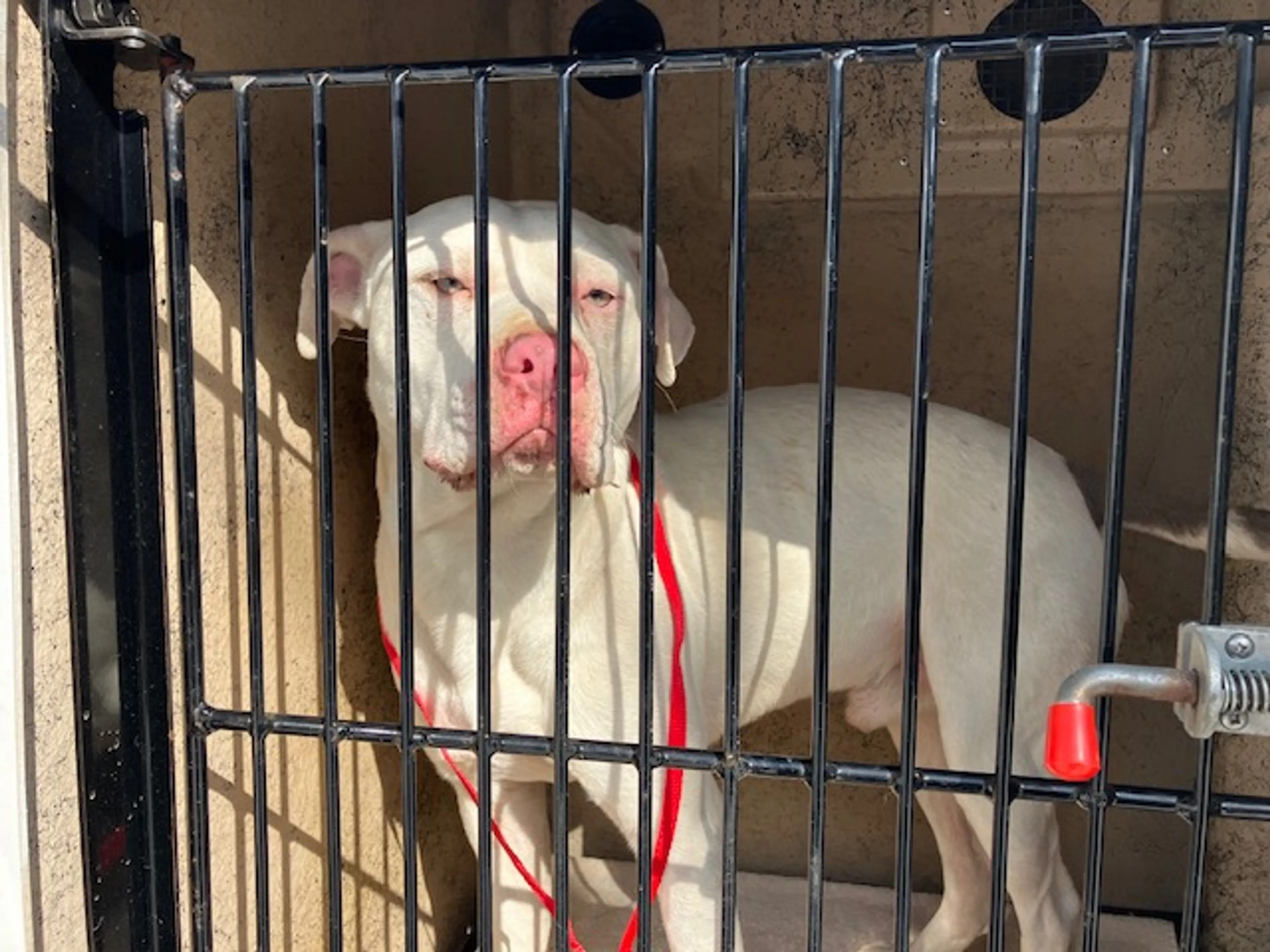 Found pet