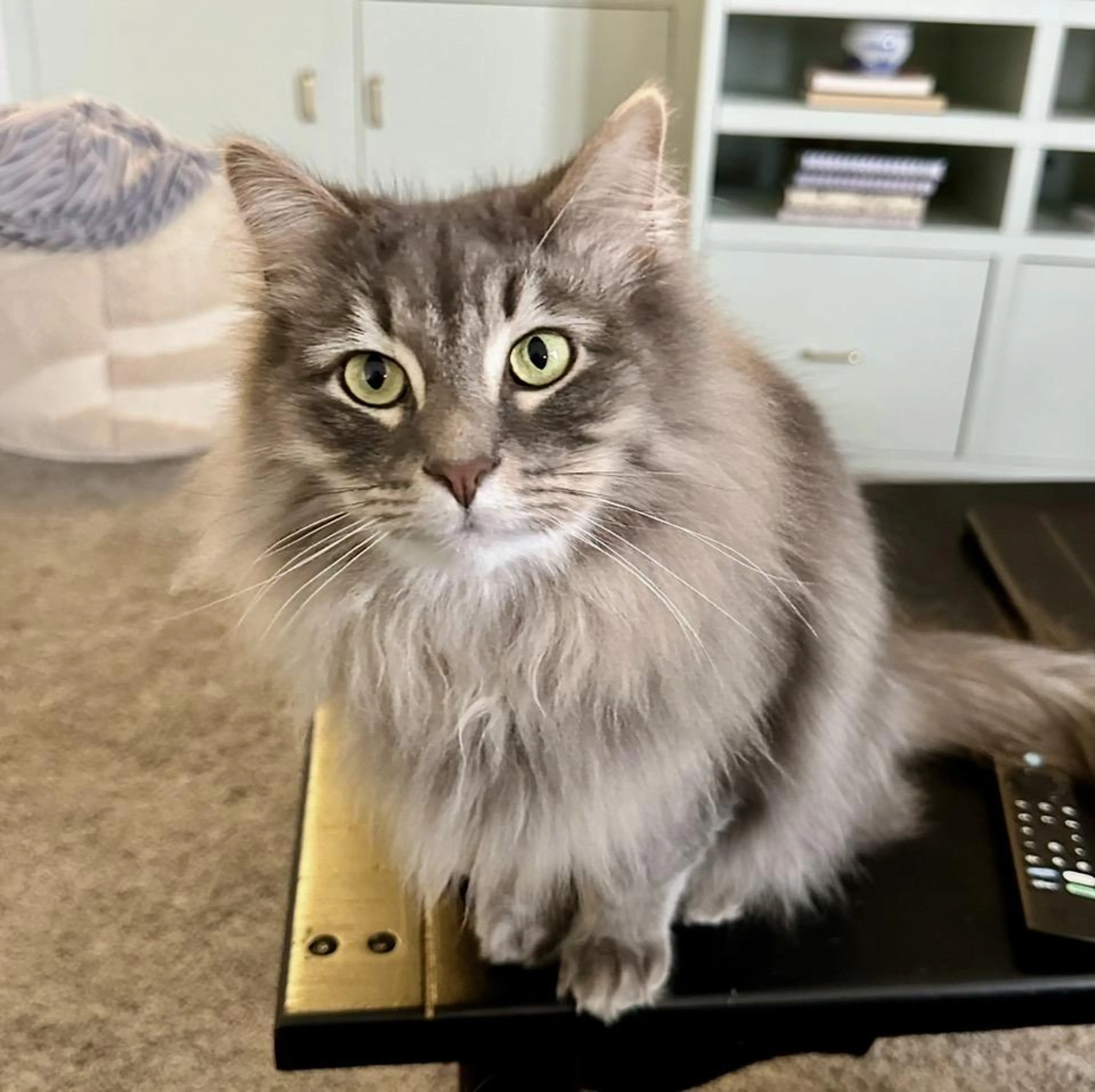 Found pet-1