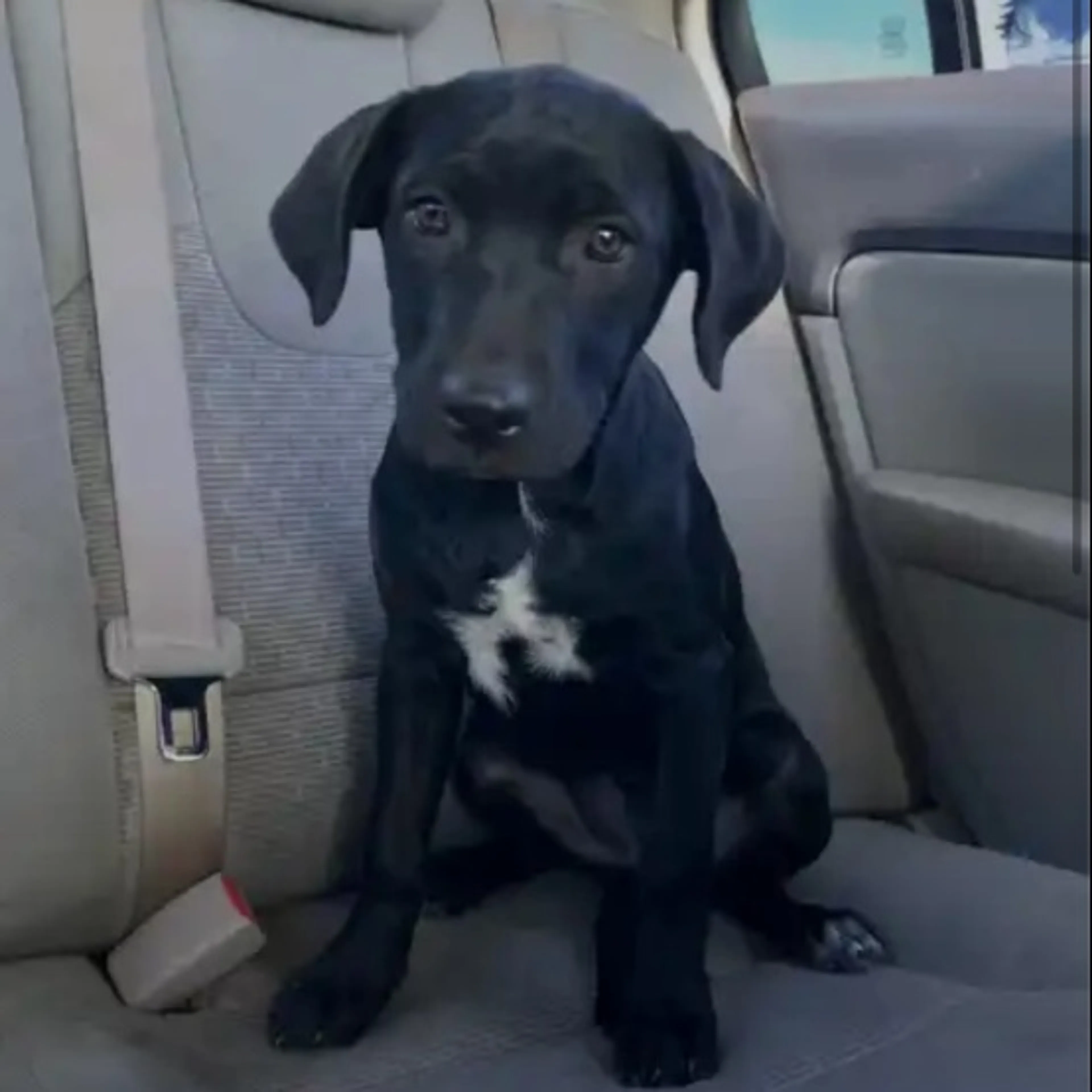 Lost pet-0