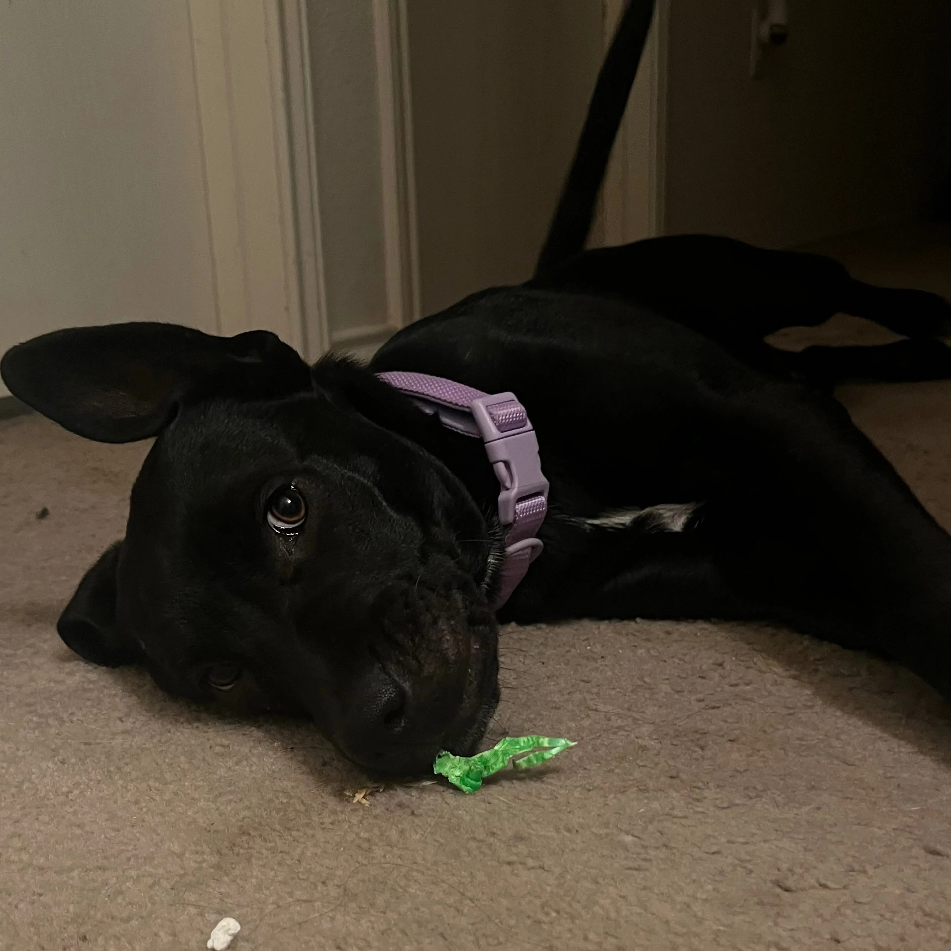 Lost pet-1