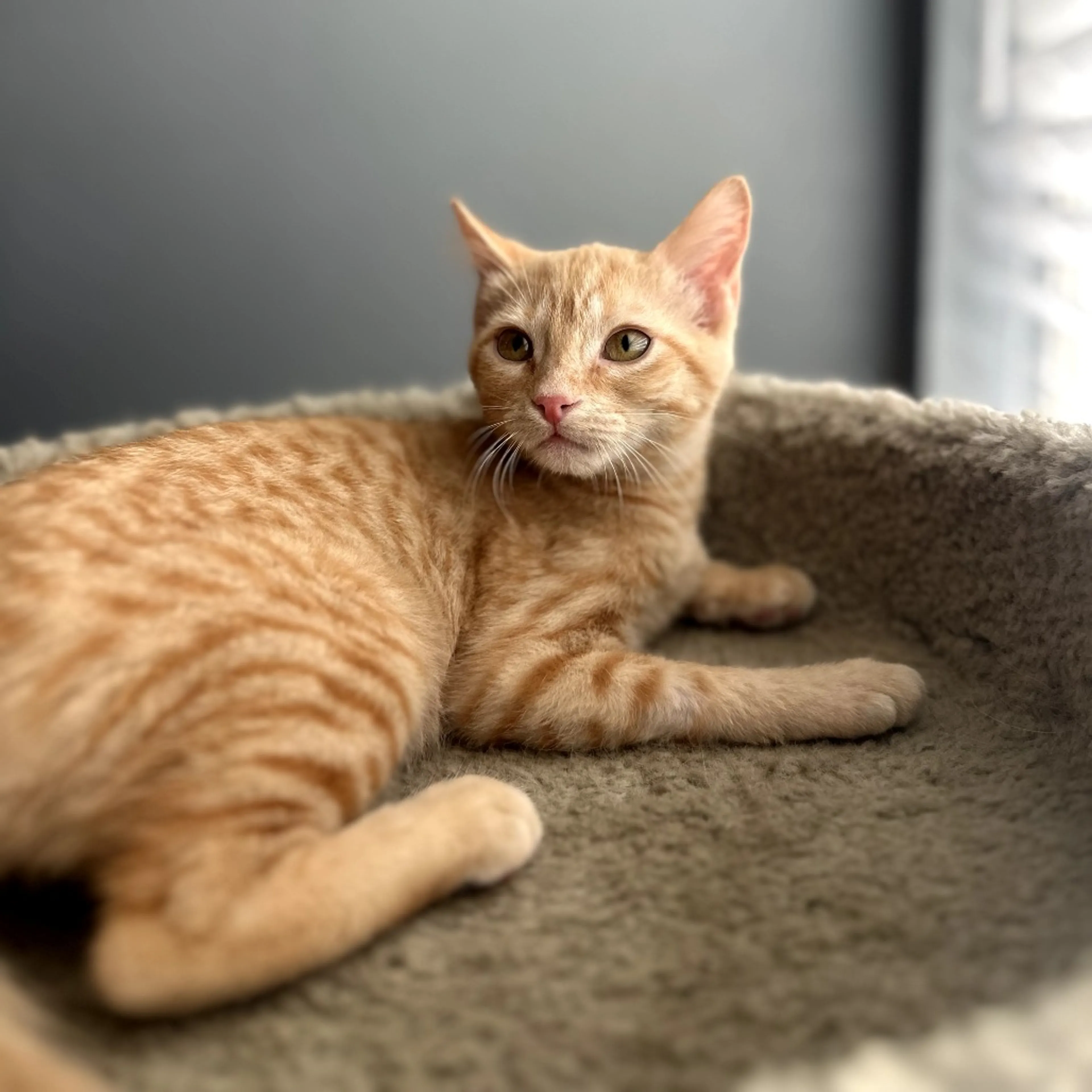 Found pet-19