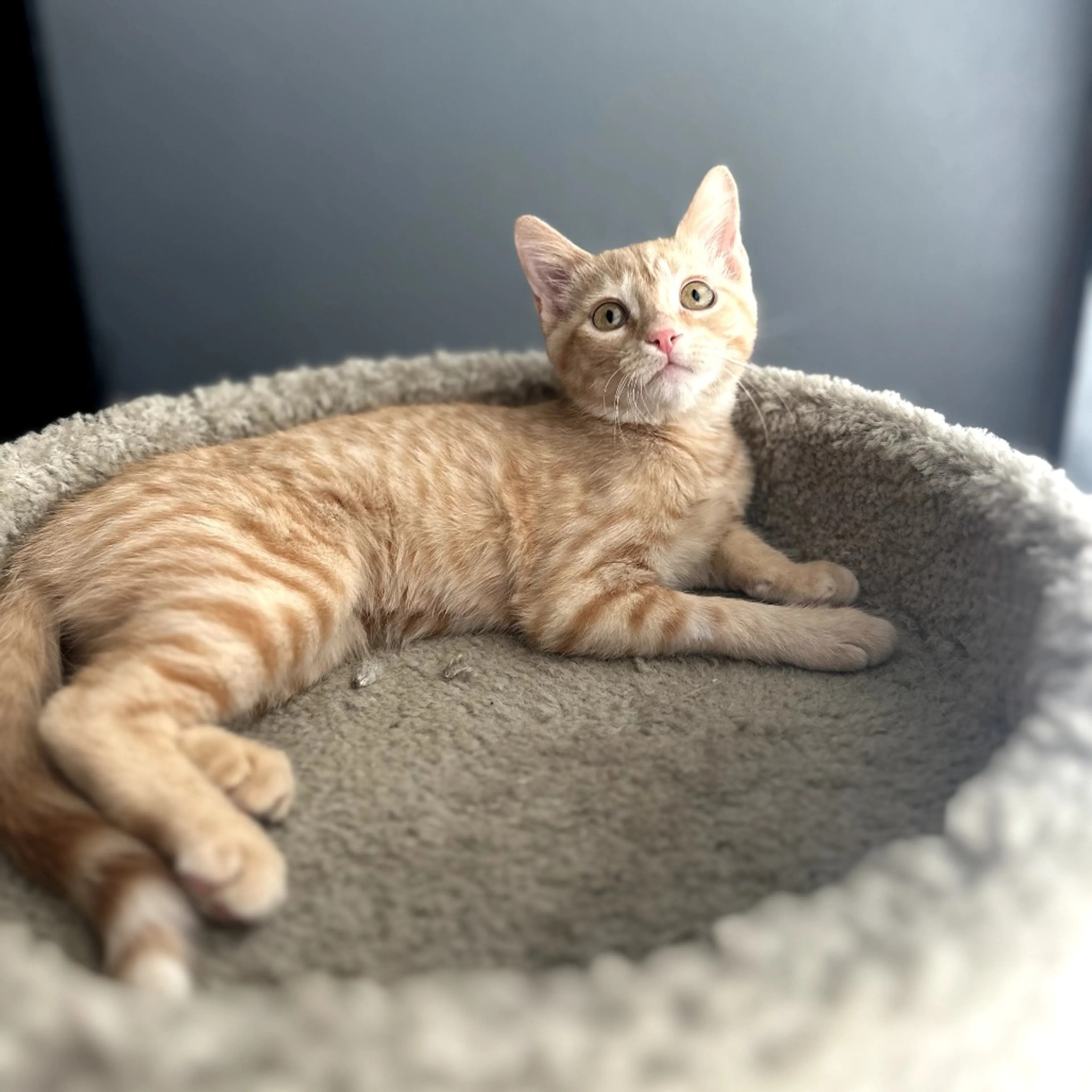 Found pet-20