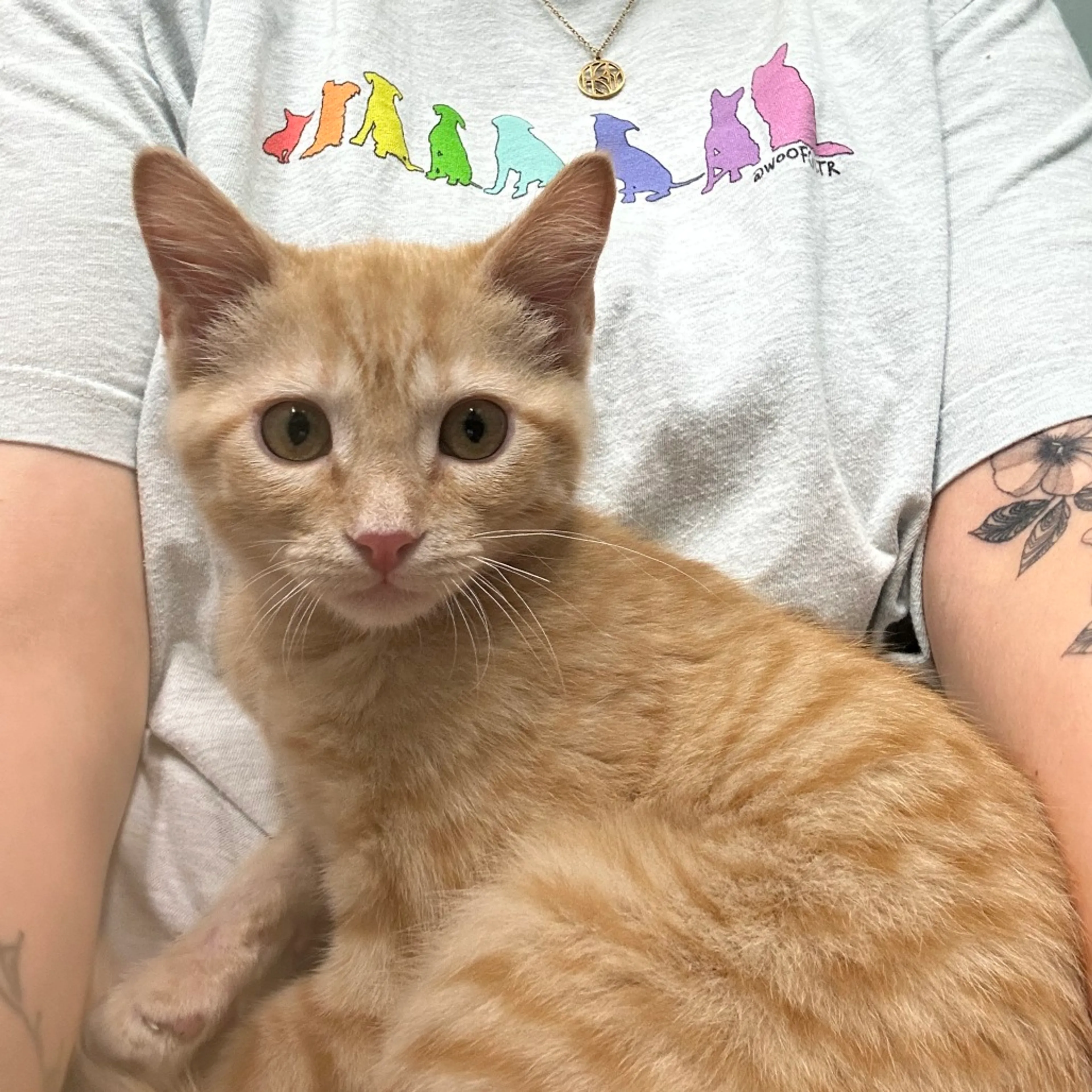 Found pet-5