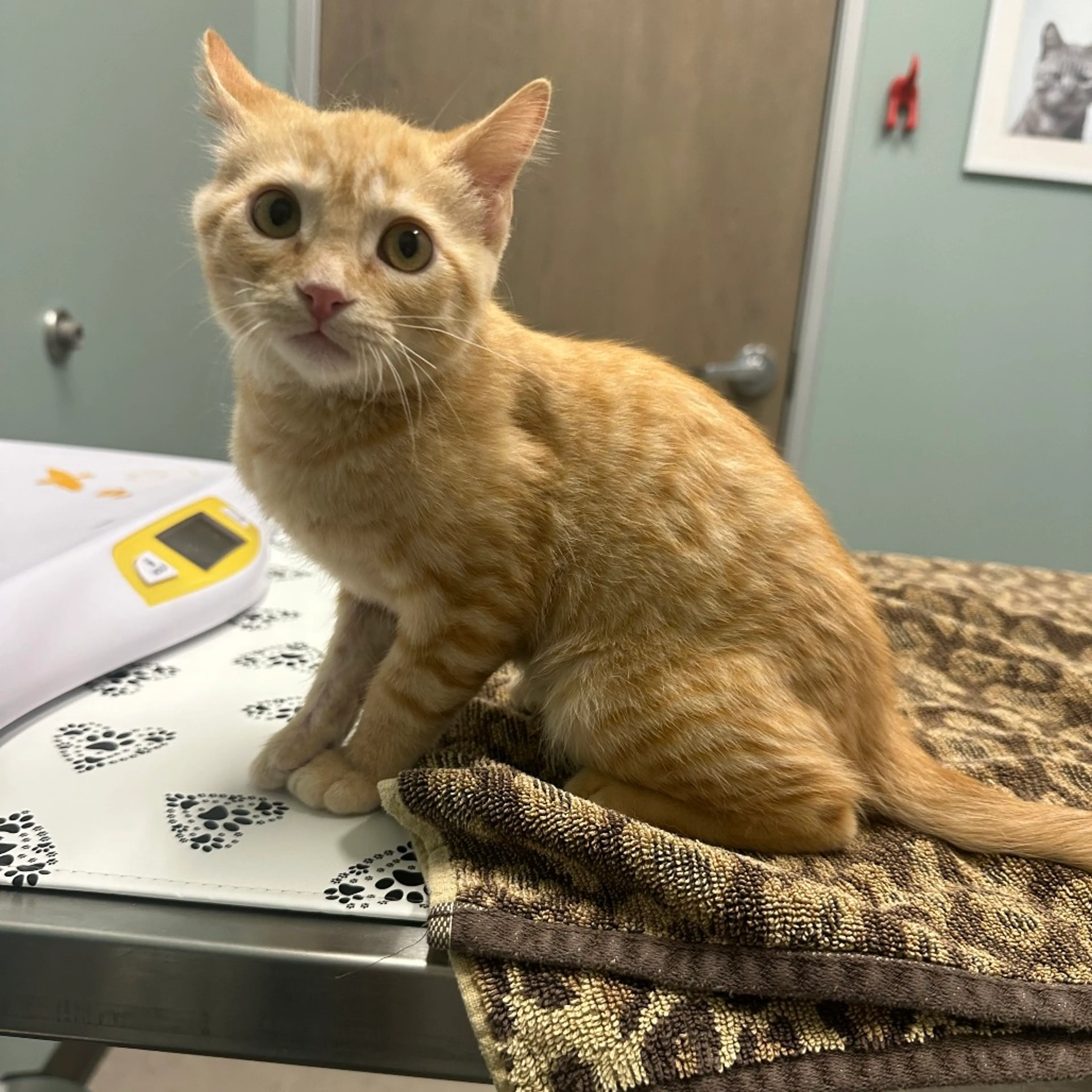 Found pet-3