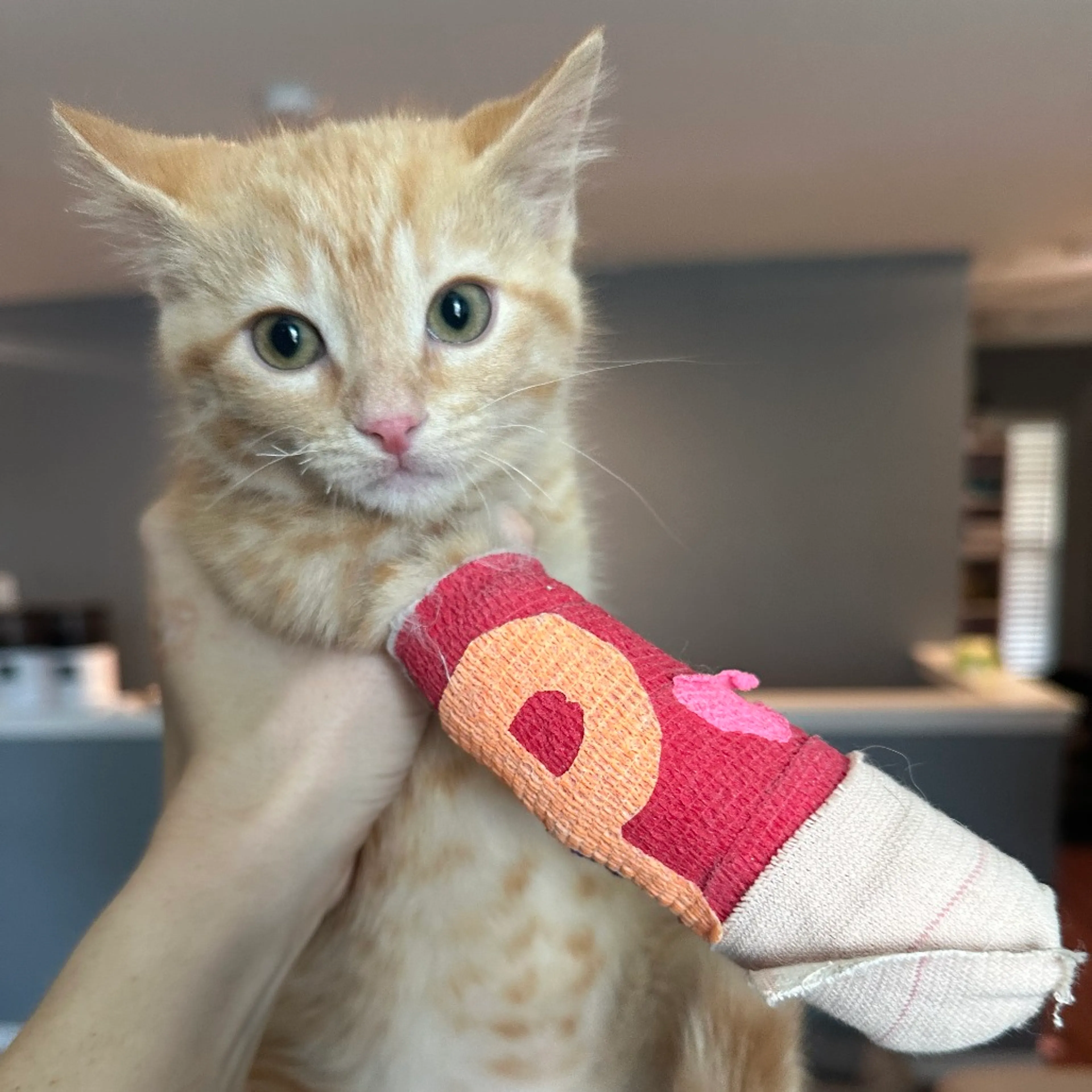 Found pet-13