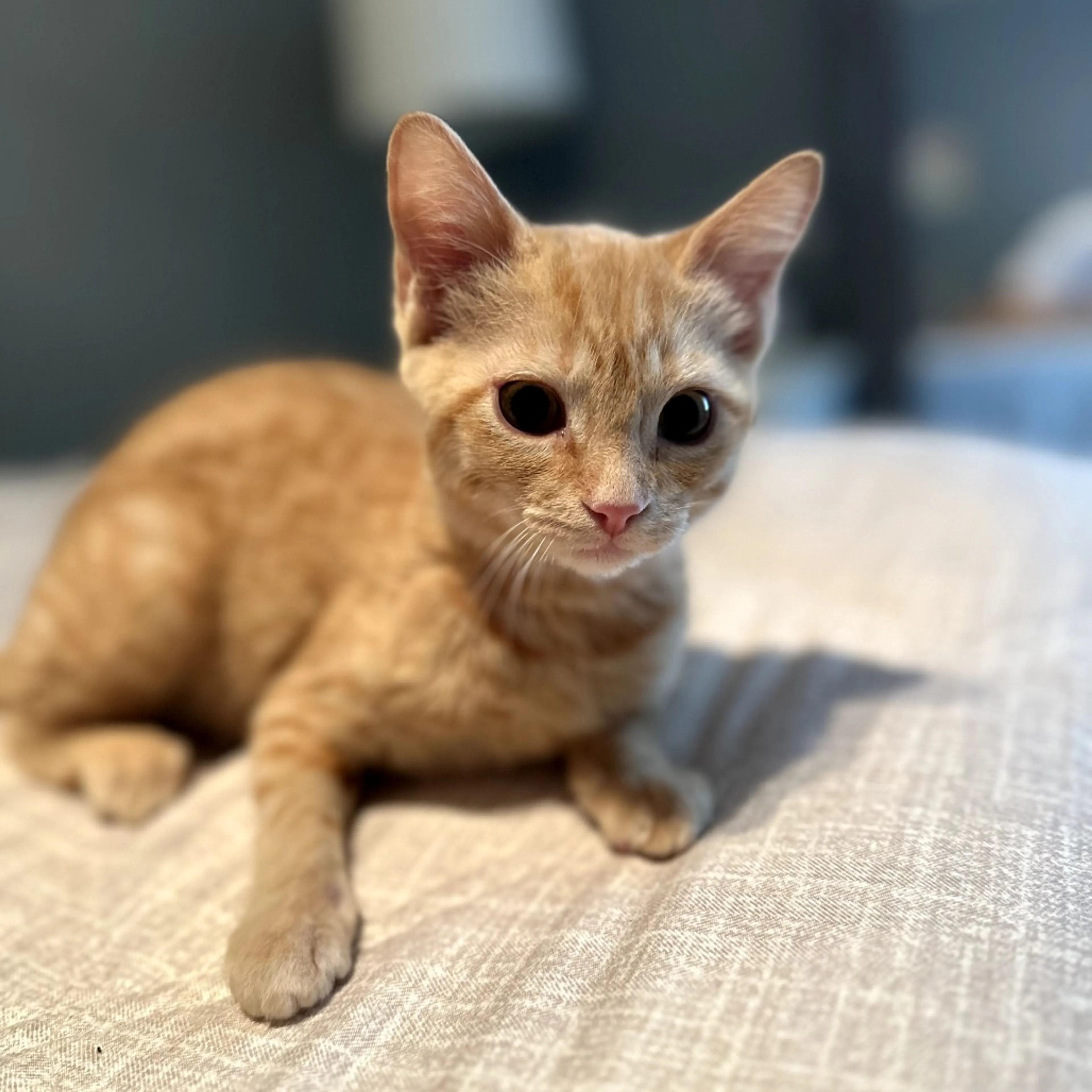 Found pet-16