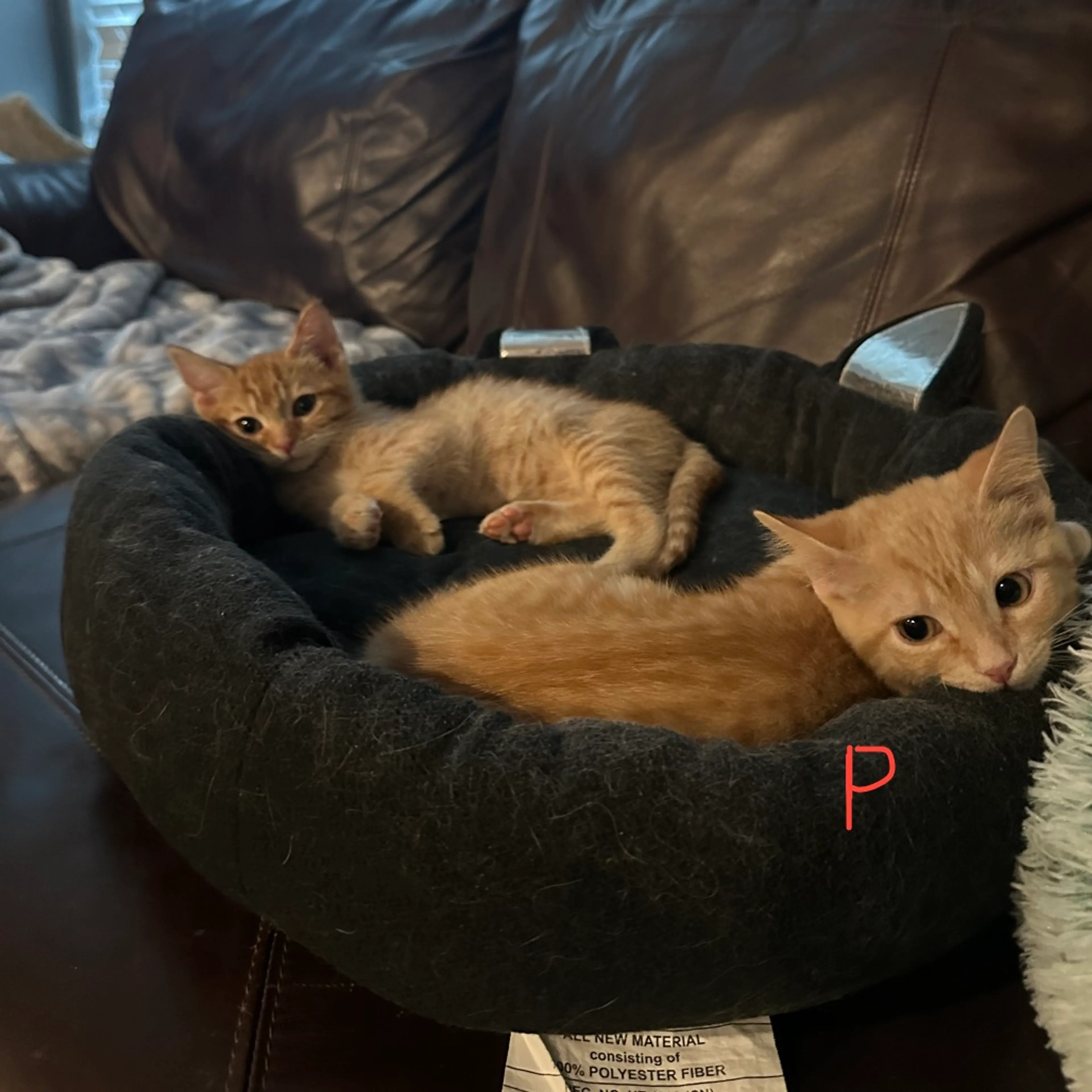 Found pet-2