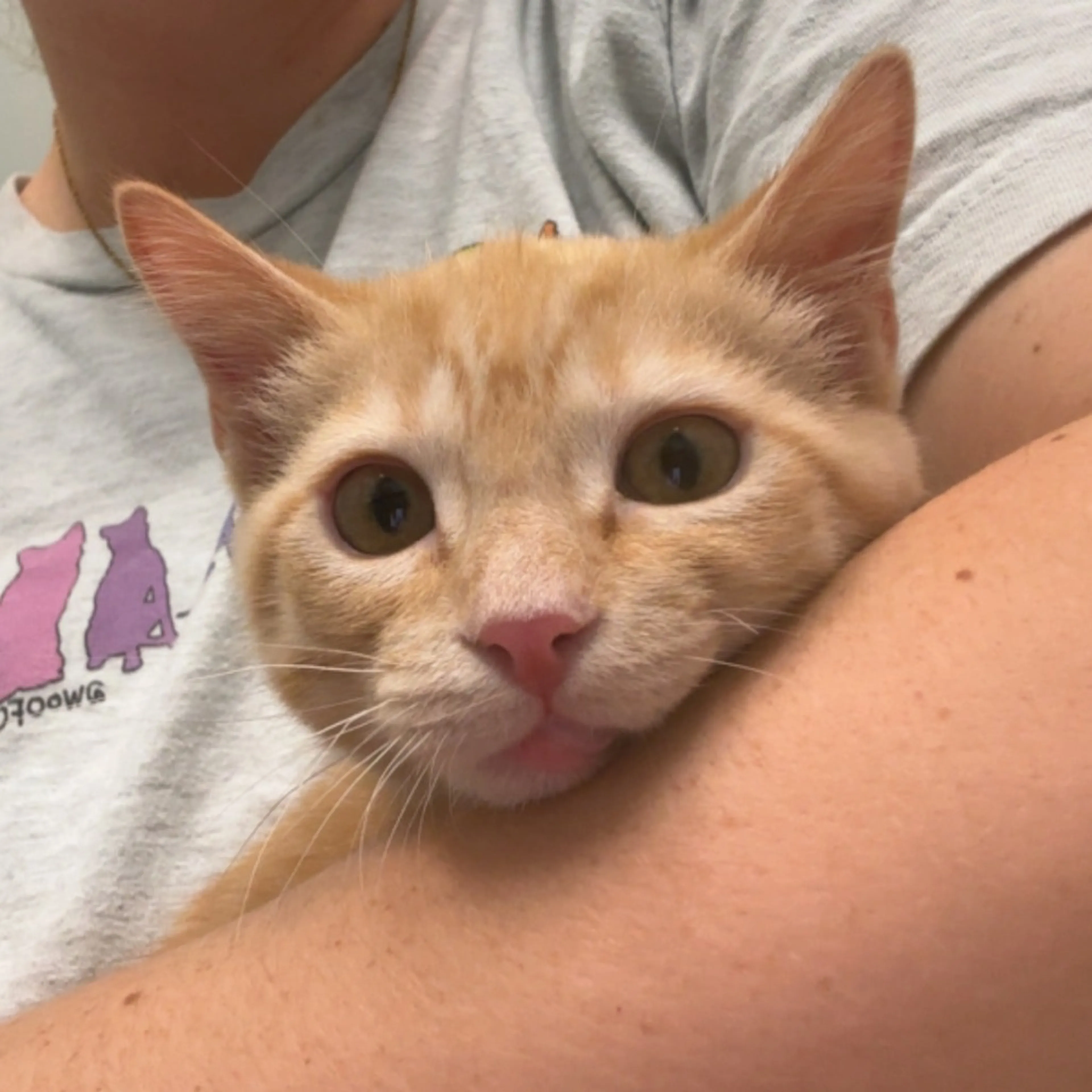 Found pet-6
