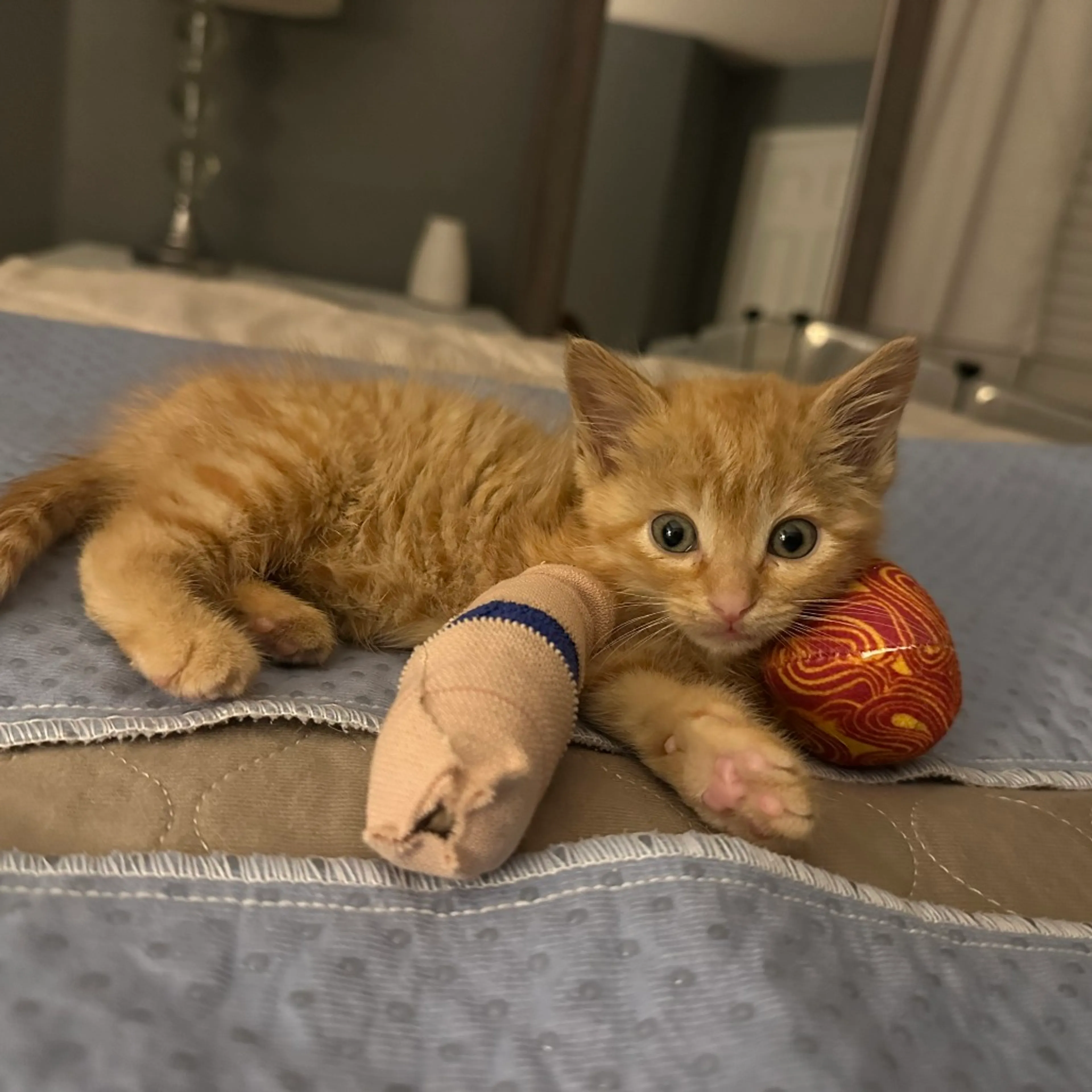 Found pet-11