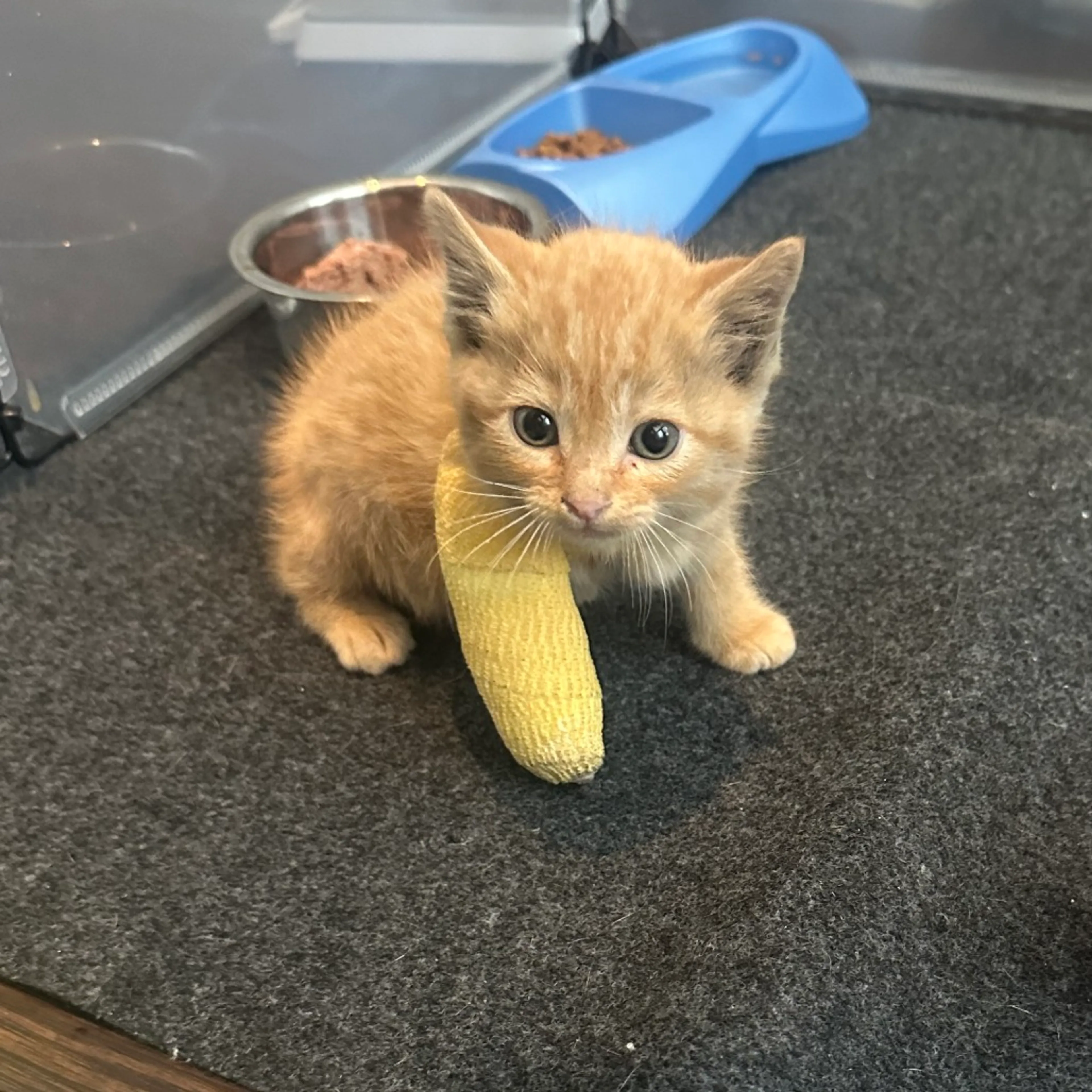 Found pet-9