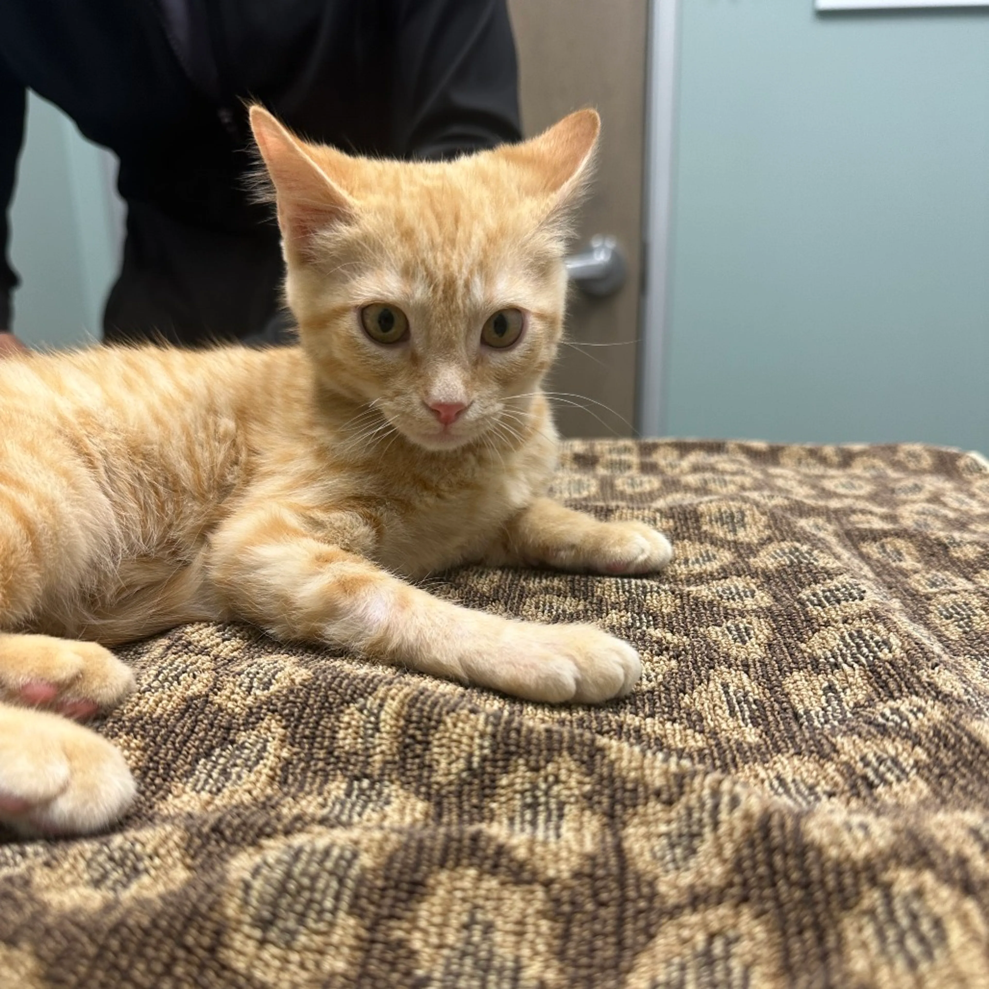 Found pet-4