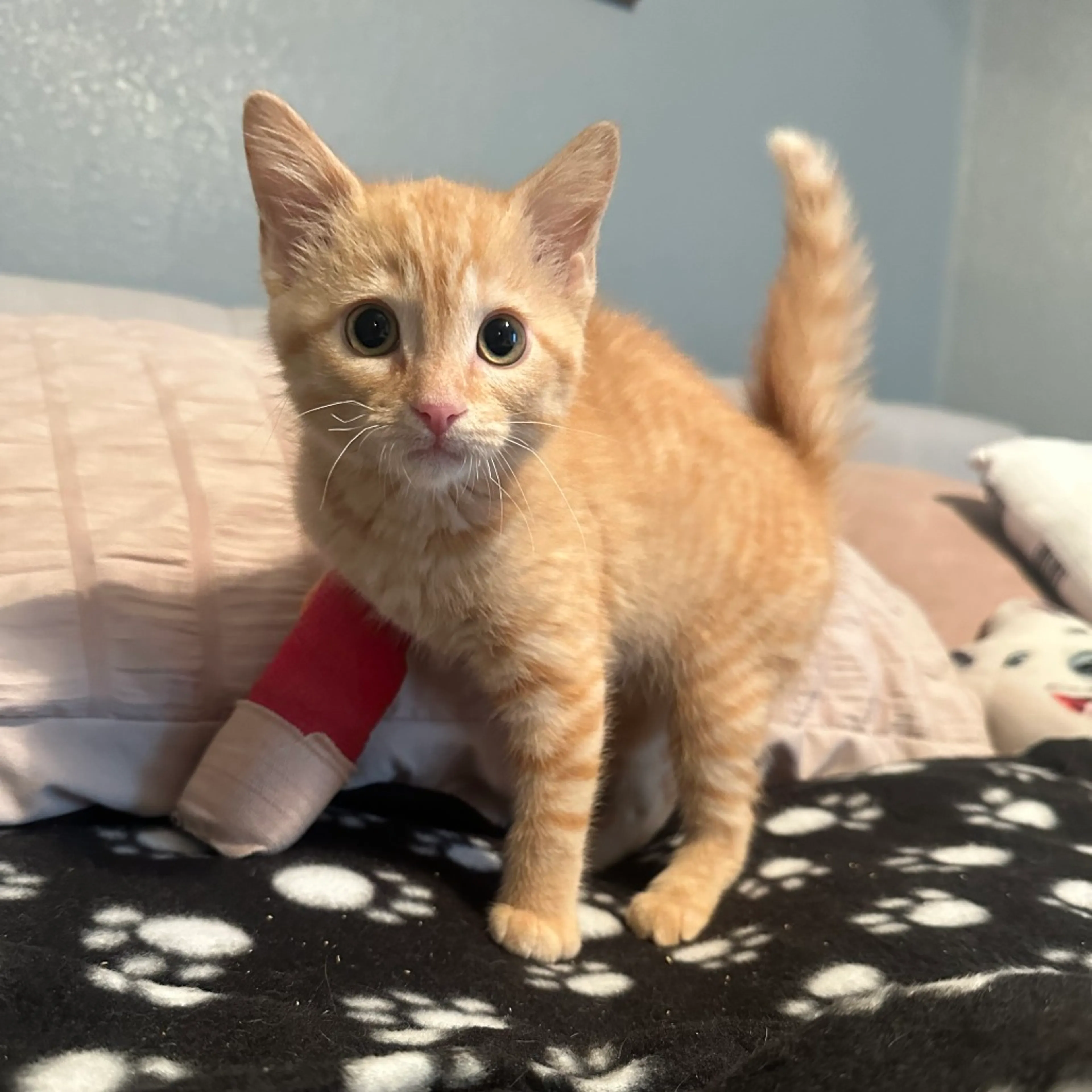 Found pet-8