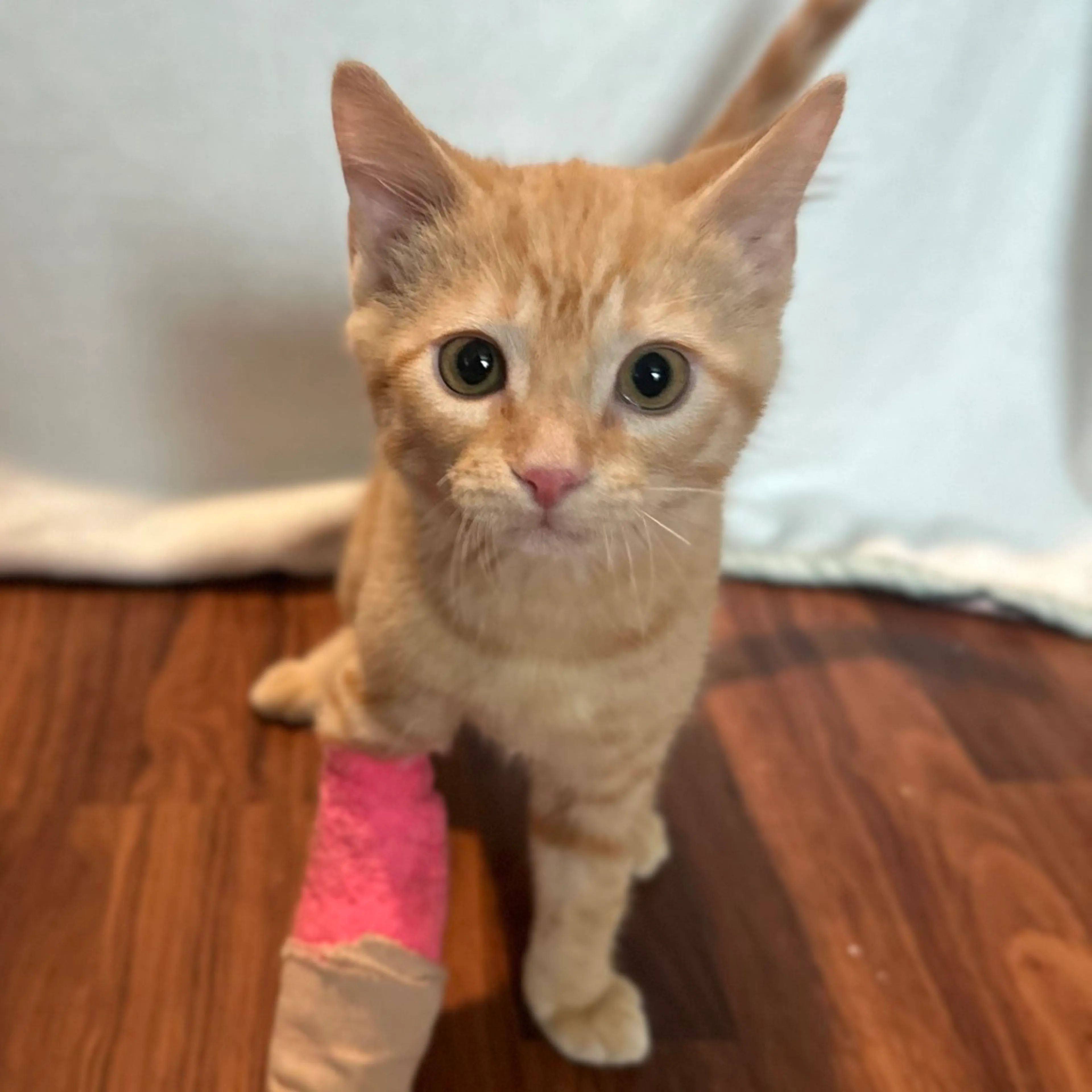 Found pet-7