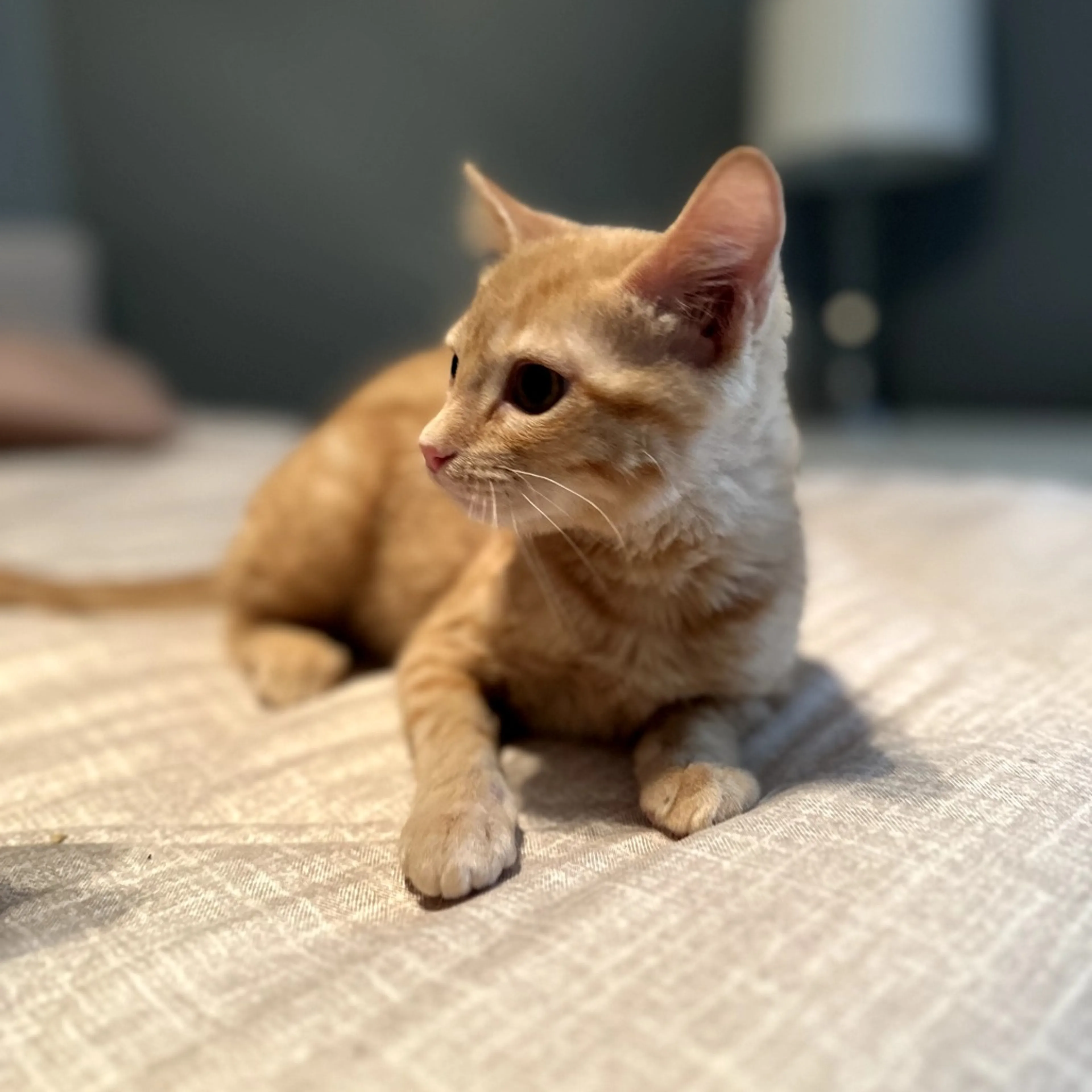 Found pet-17