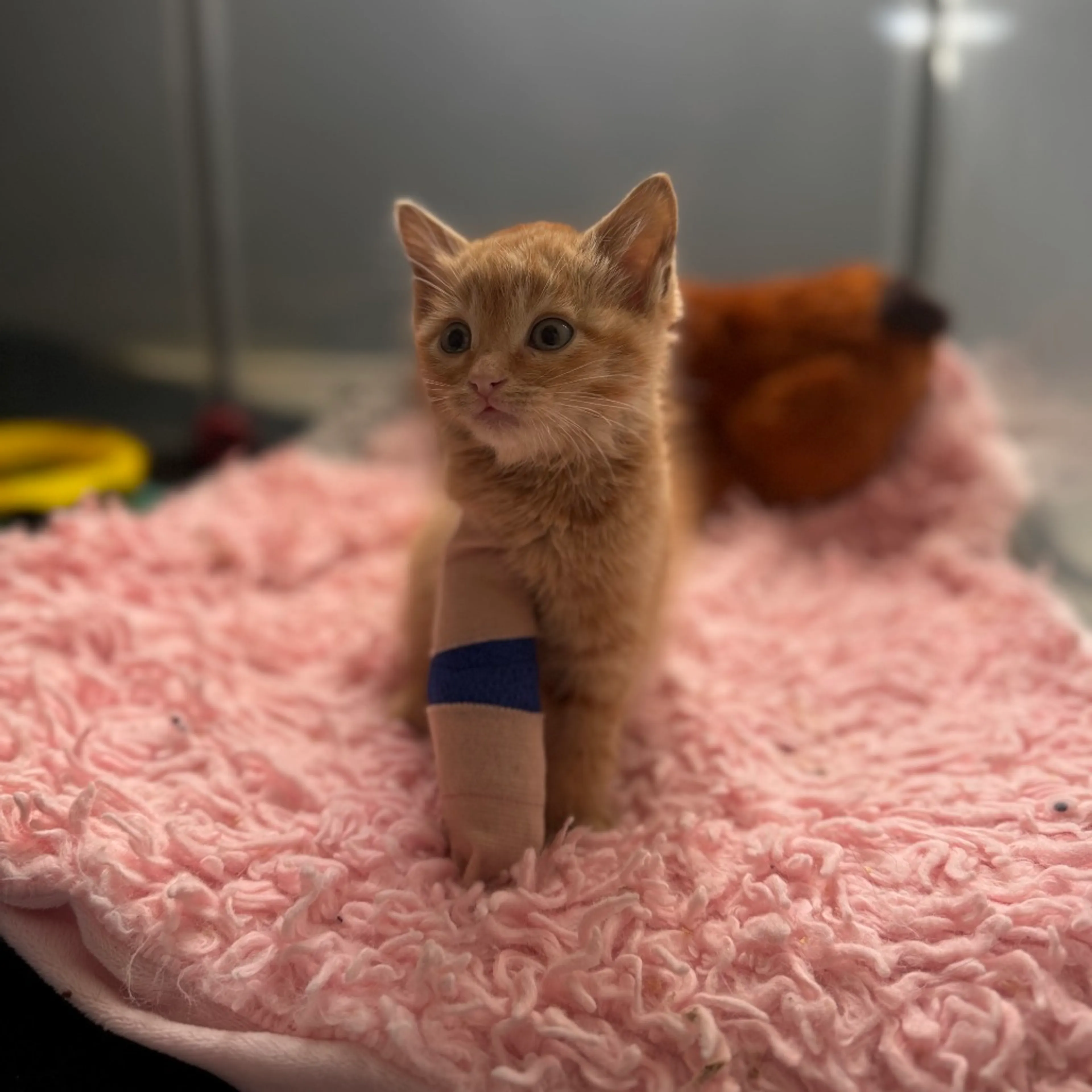 Found pet-10