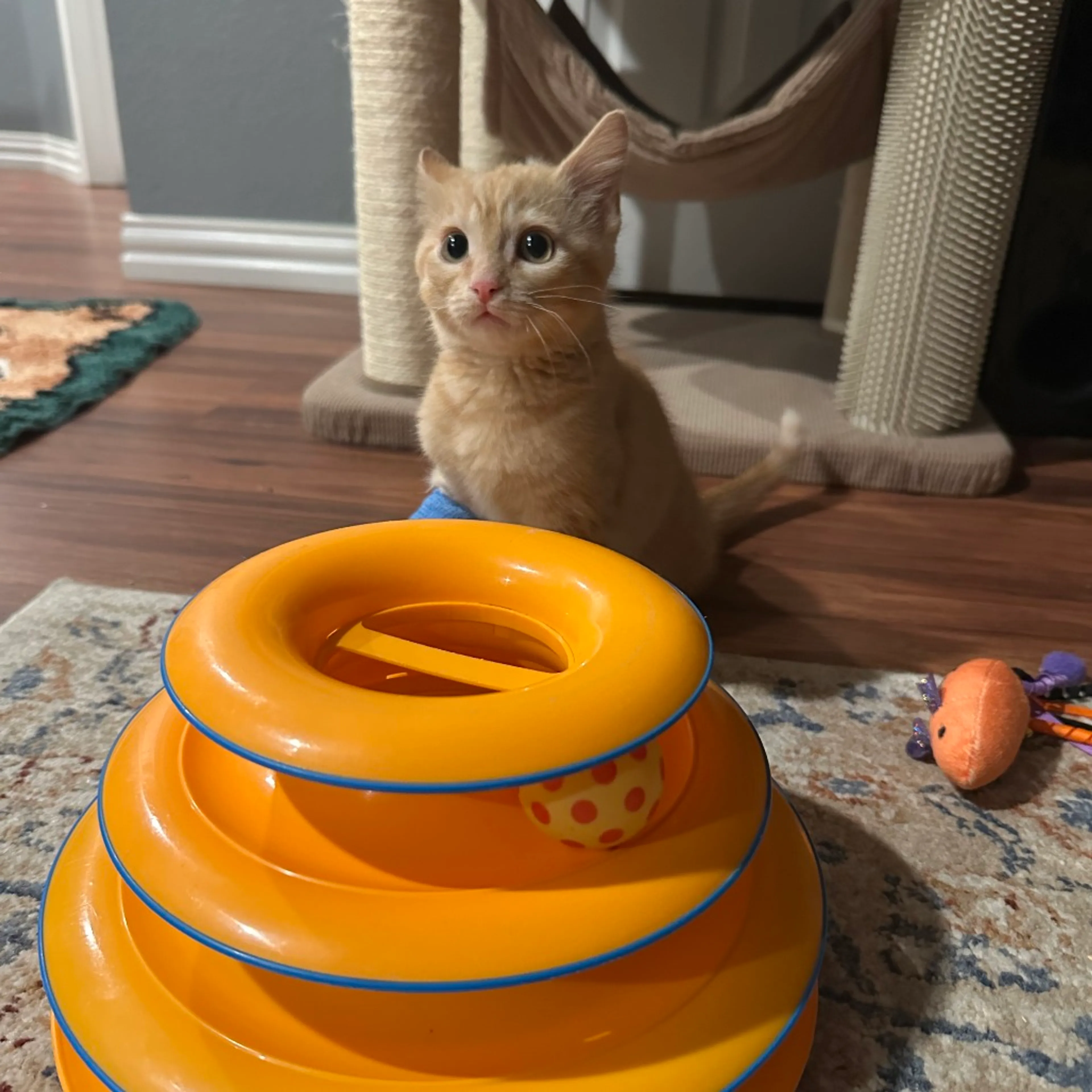 Found pet-14