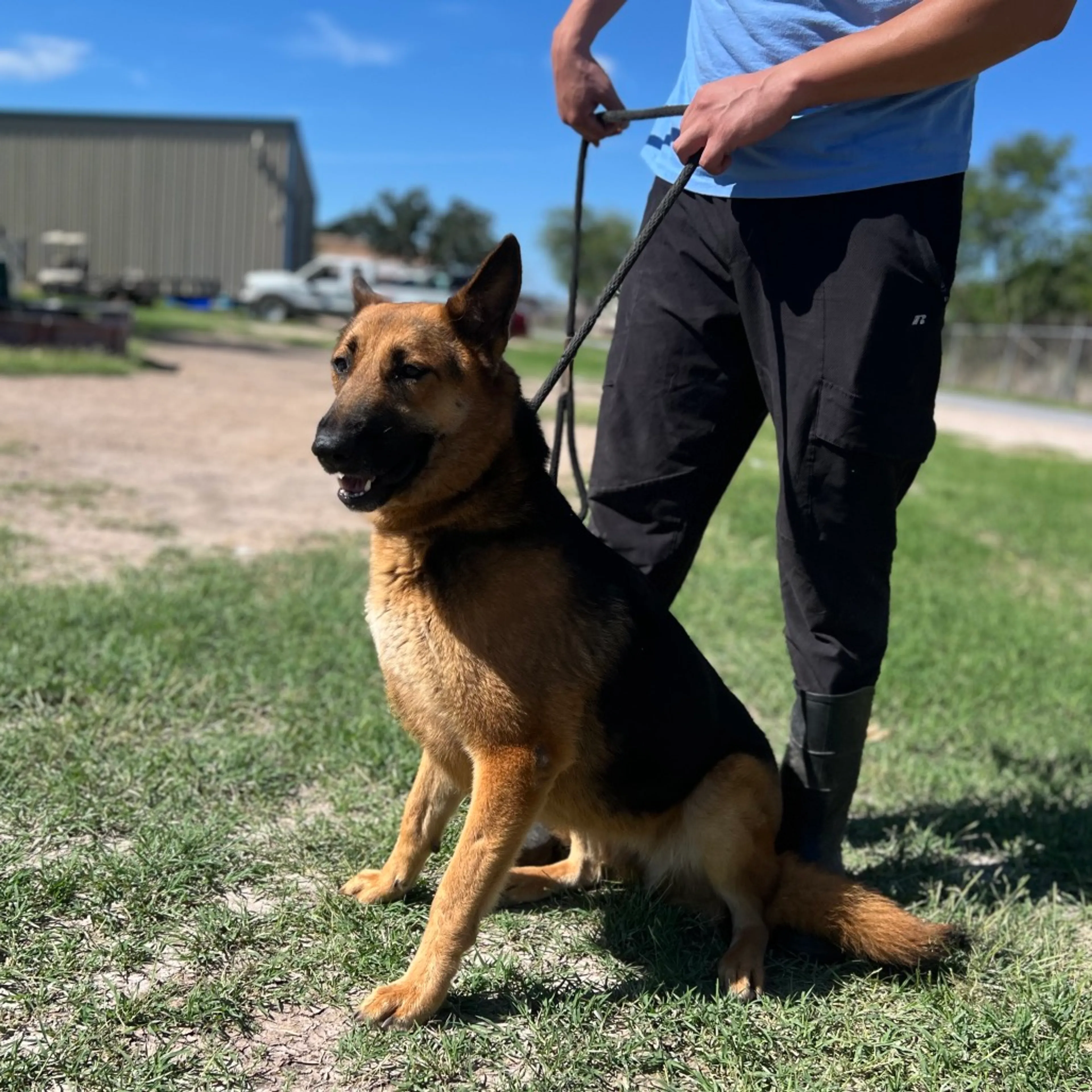 Found pet-7