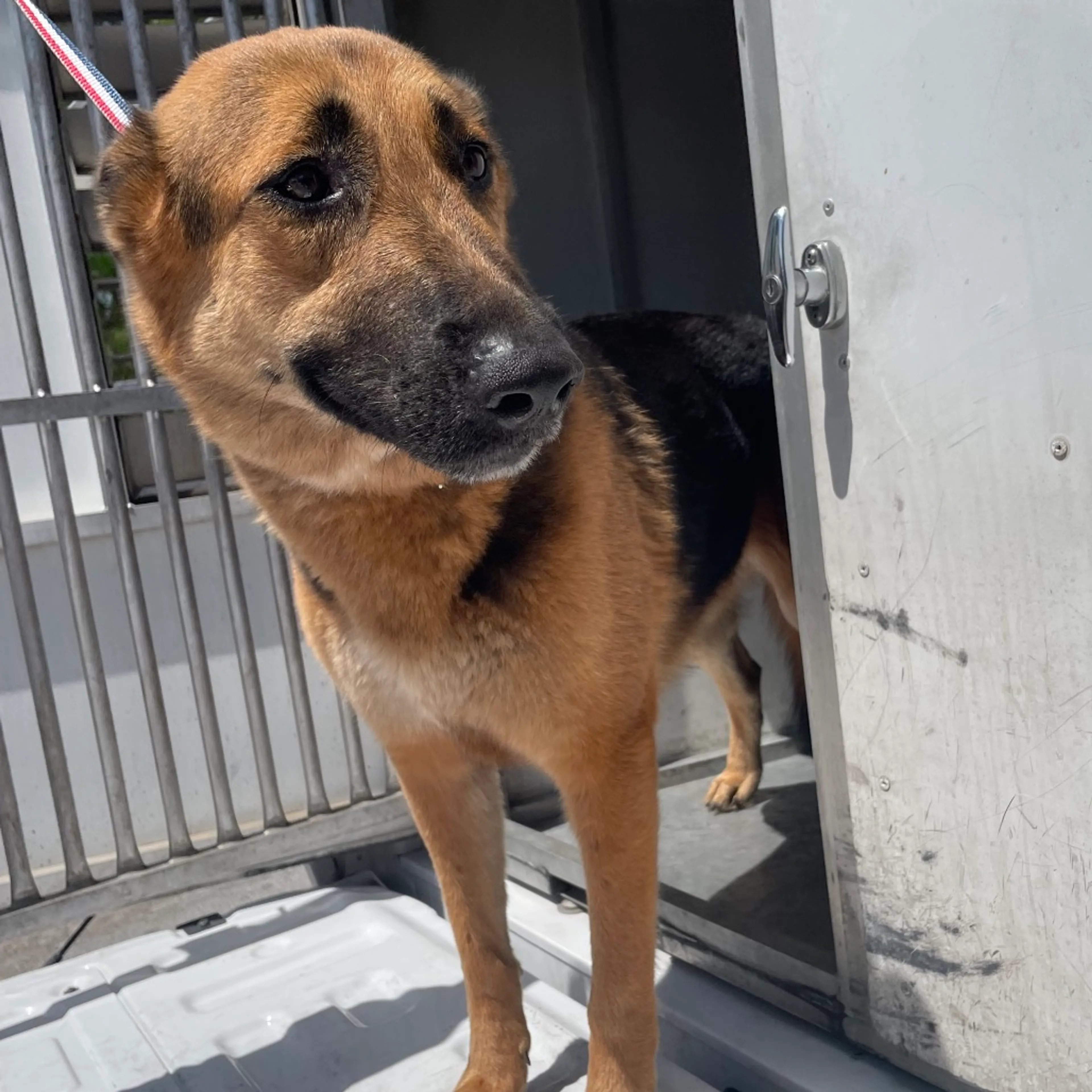 Found pet-2