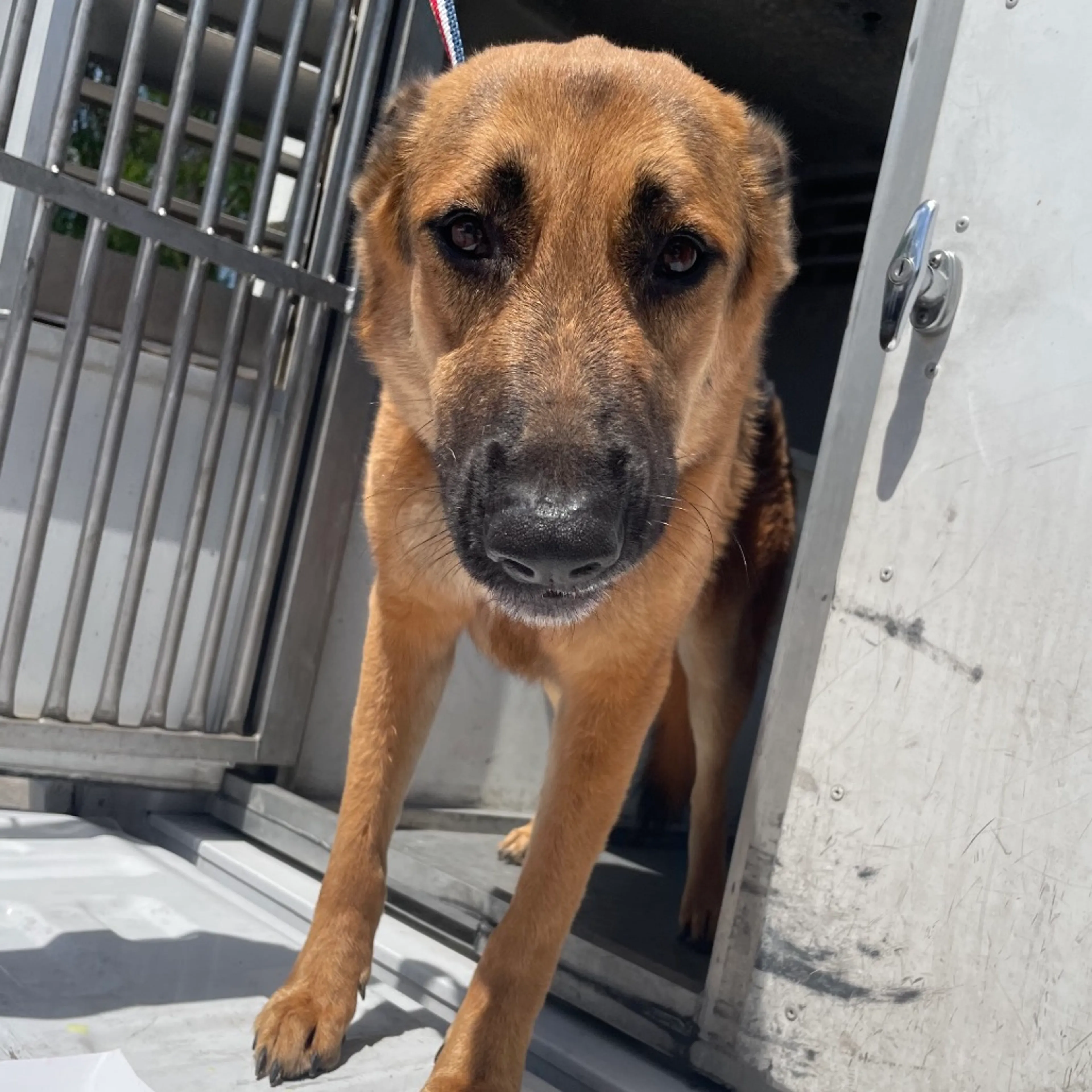 Found pet-3
