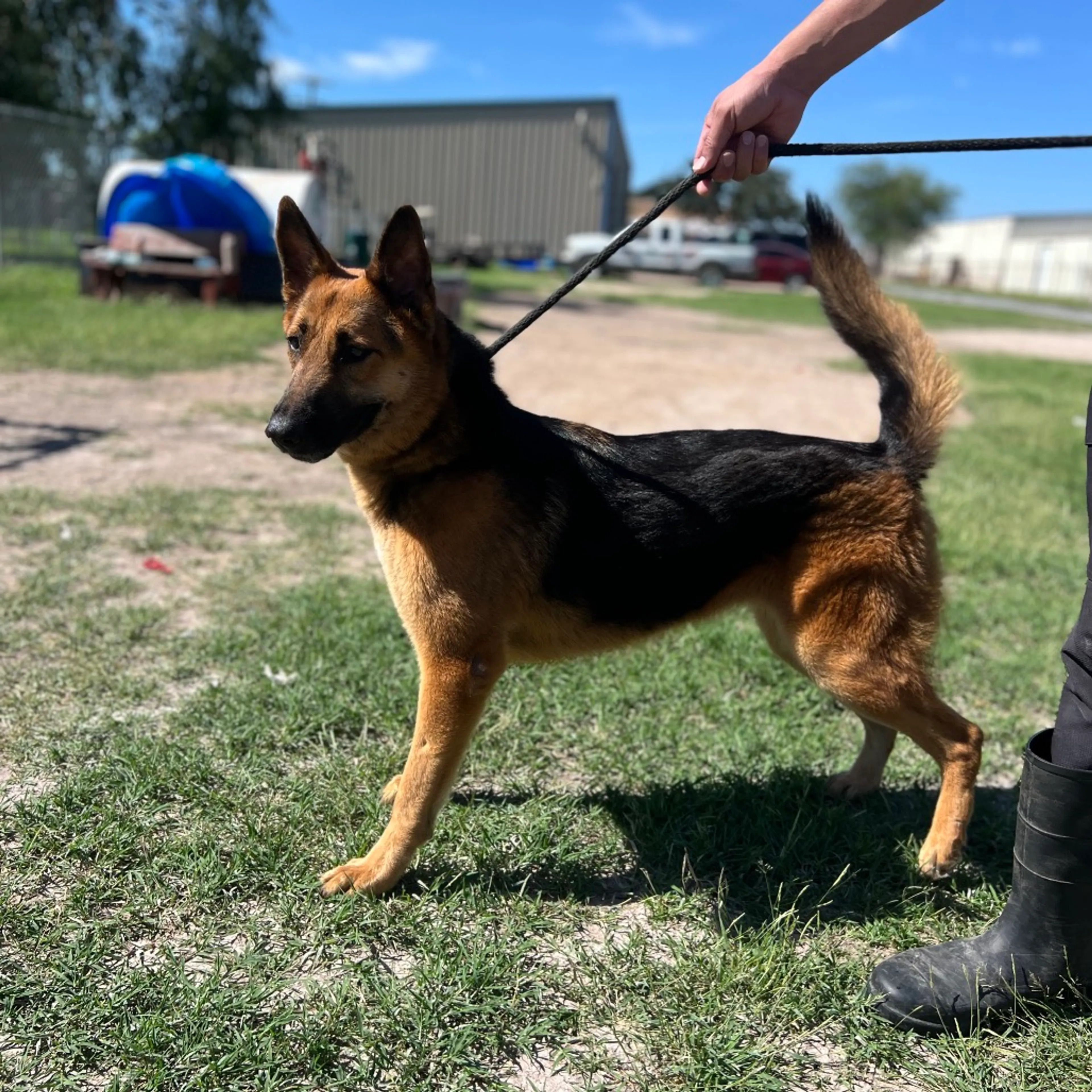 Found pet-5