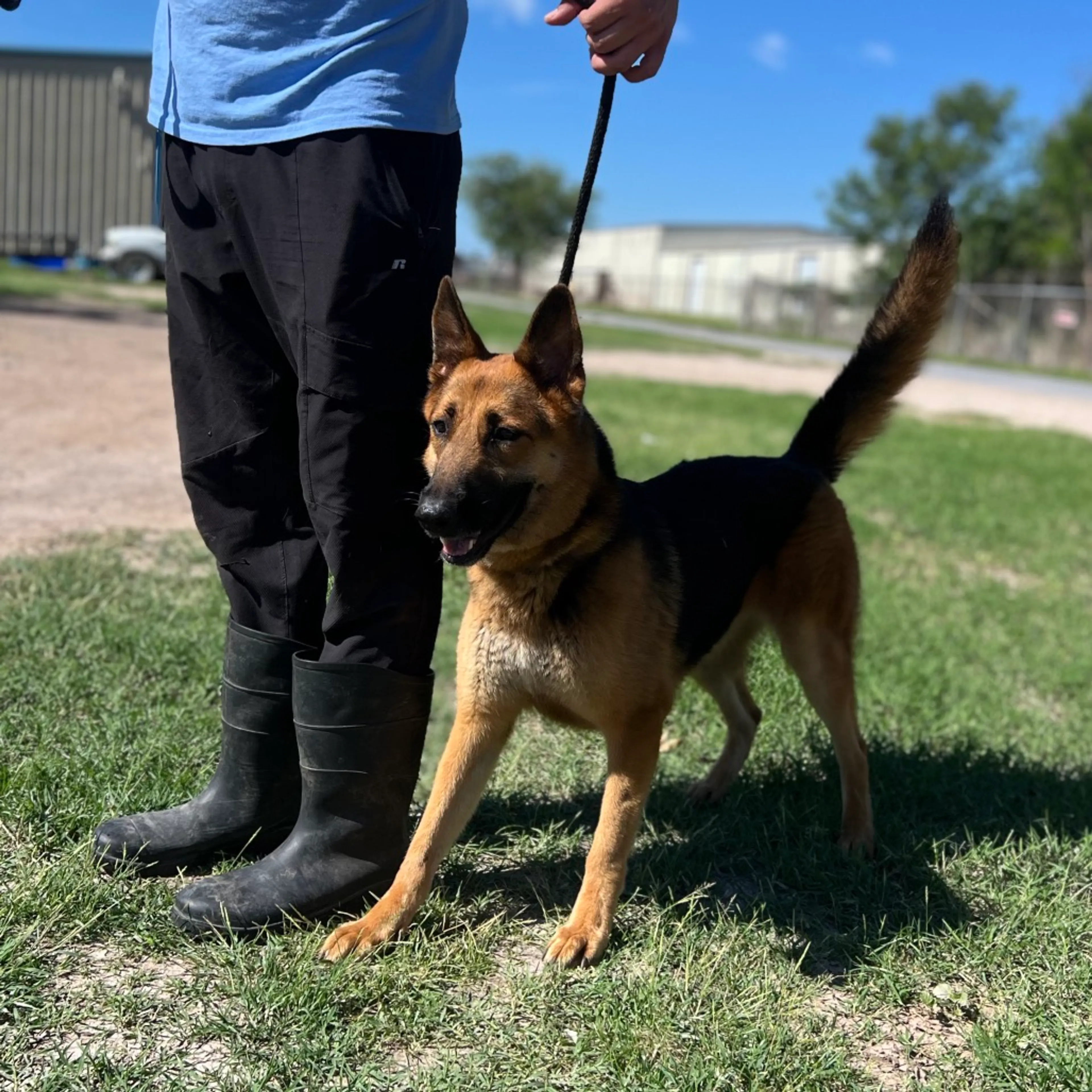 Found pet-6