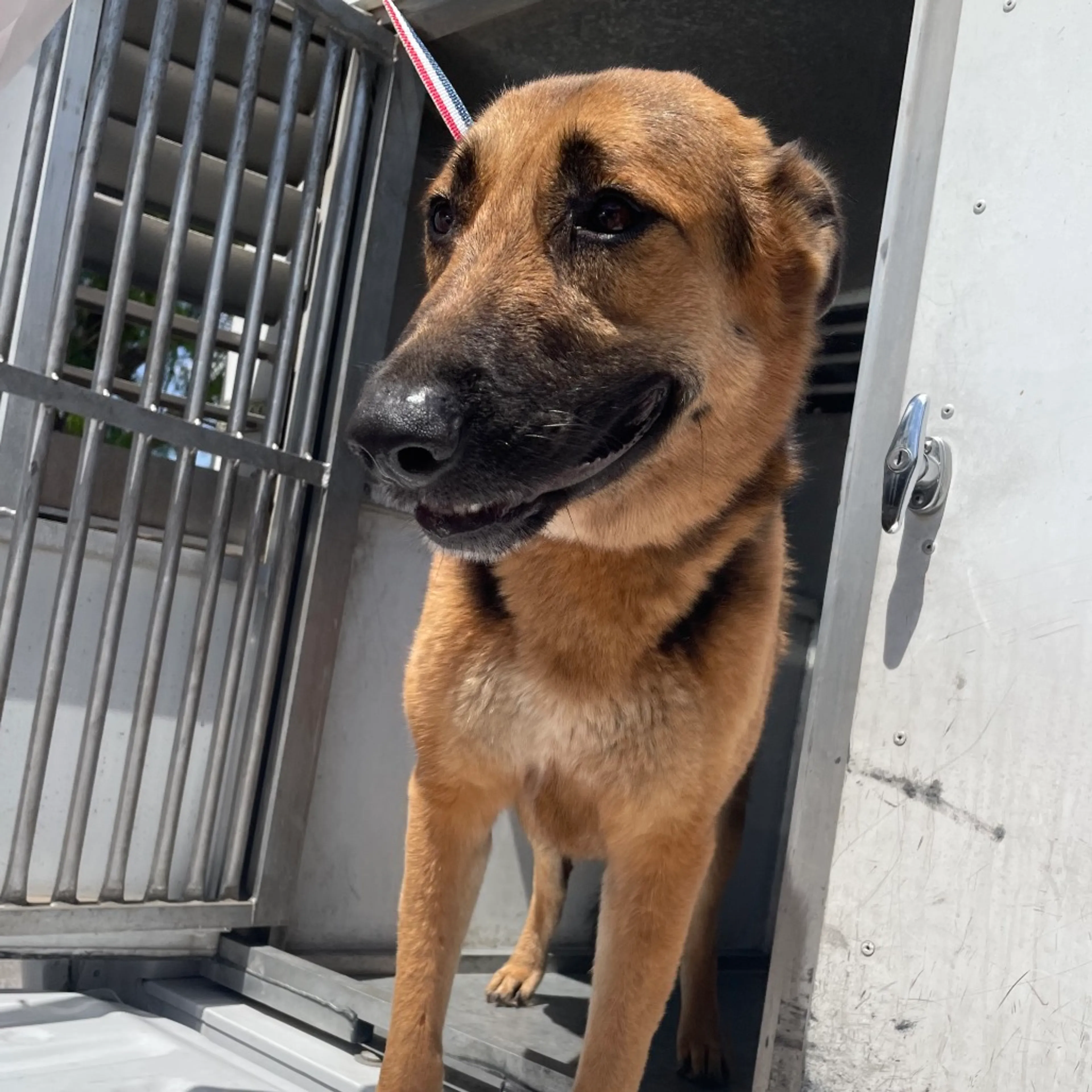 Found pet-1