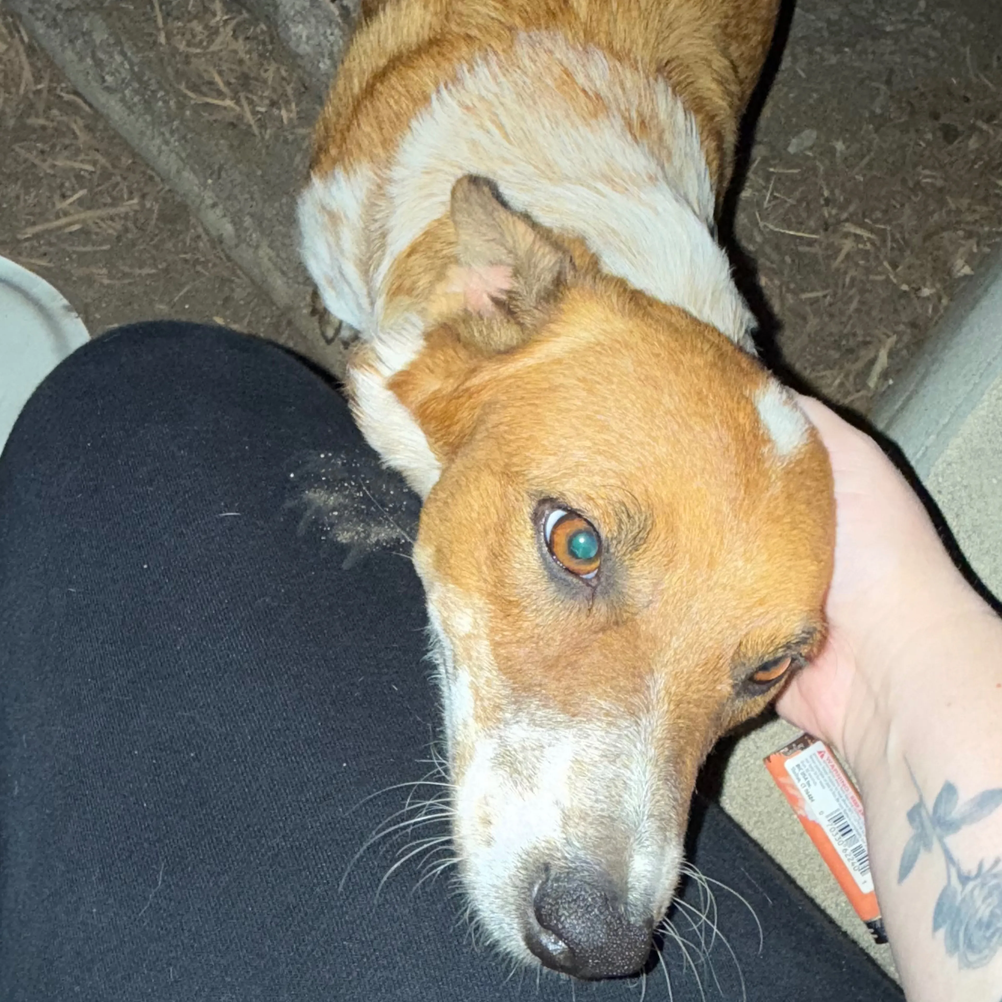 Lost pet-1