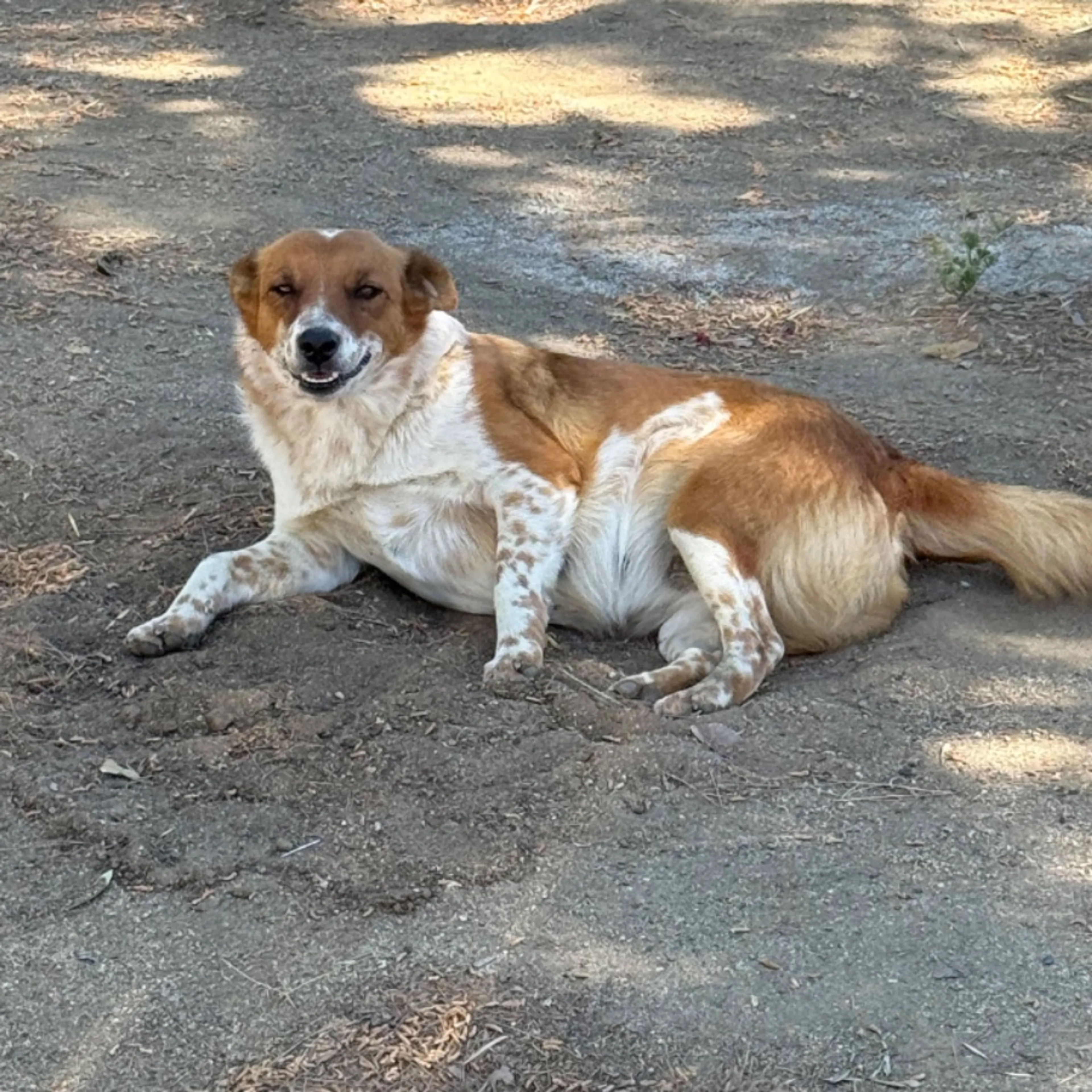 Lost pet-0