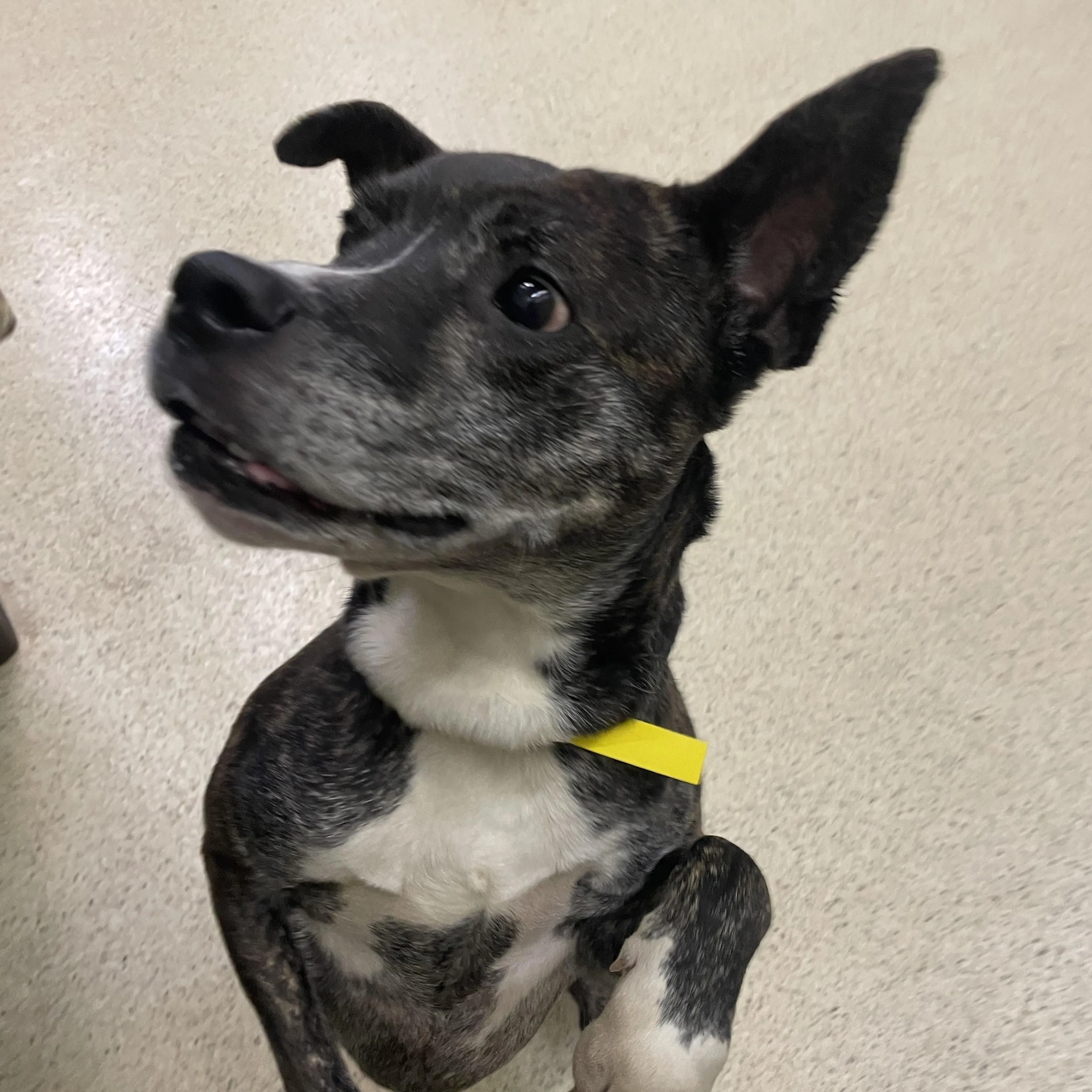Found pet-5