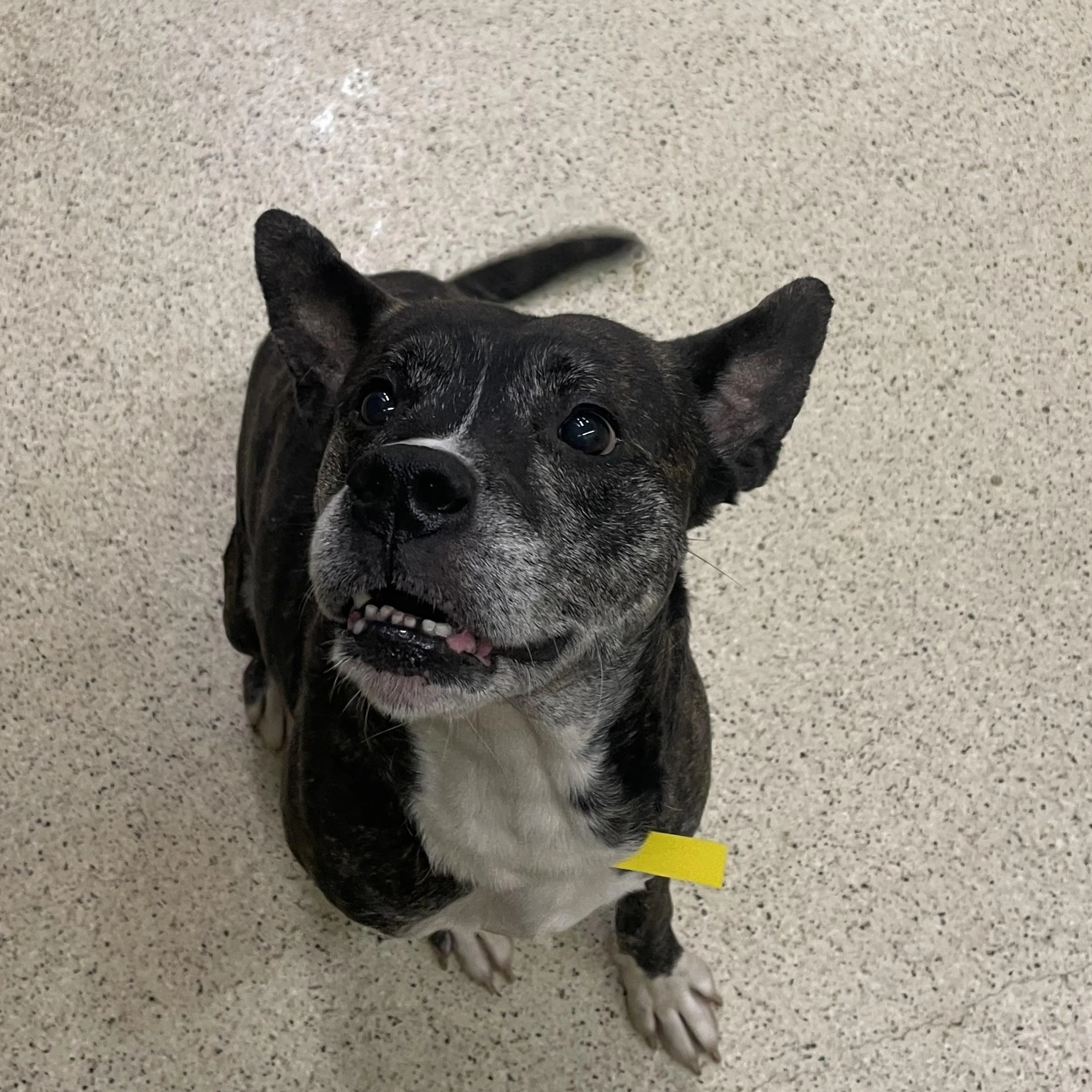 Found pet-3