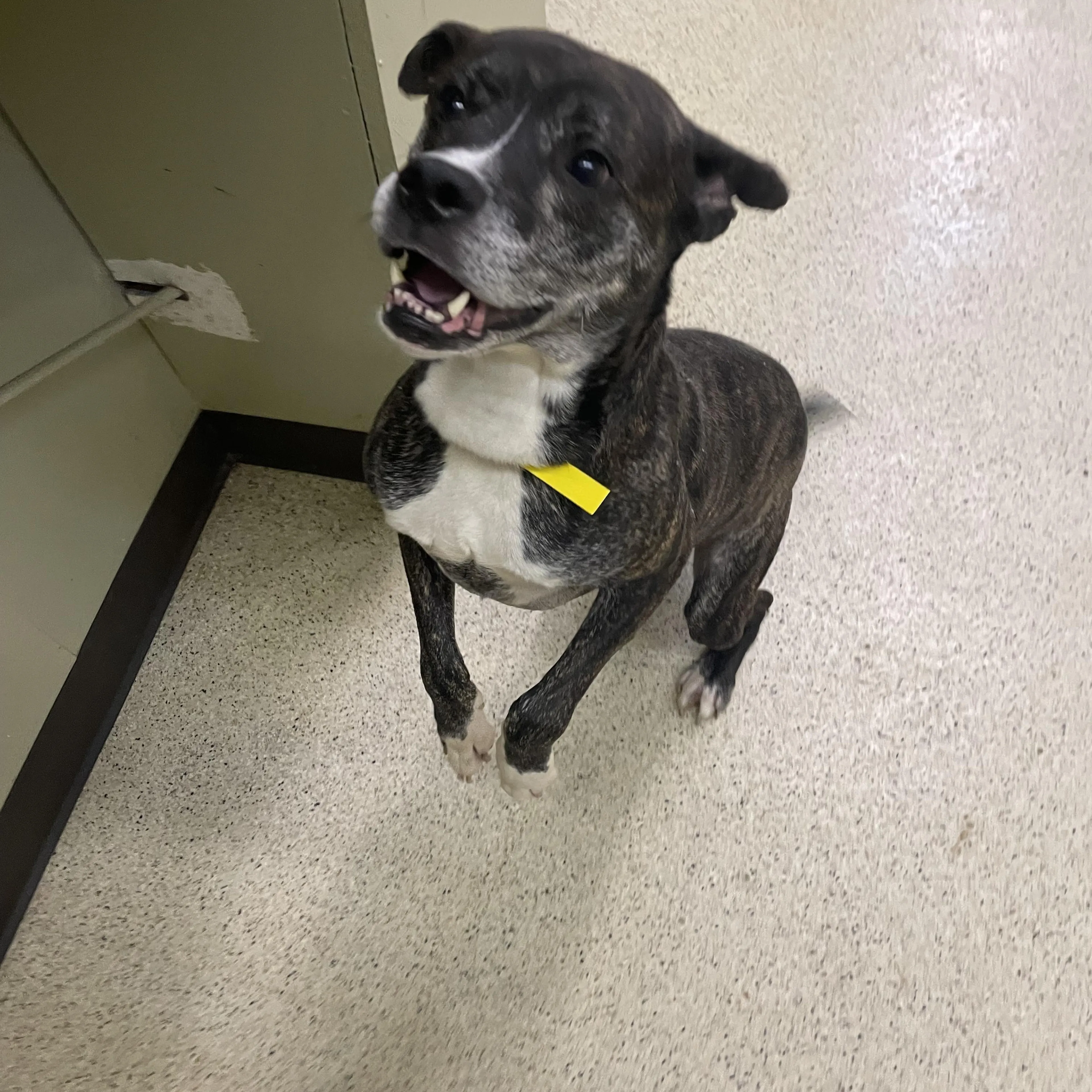 Found pet-4