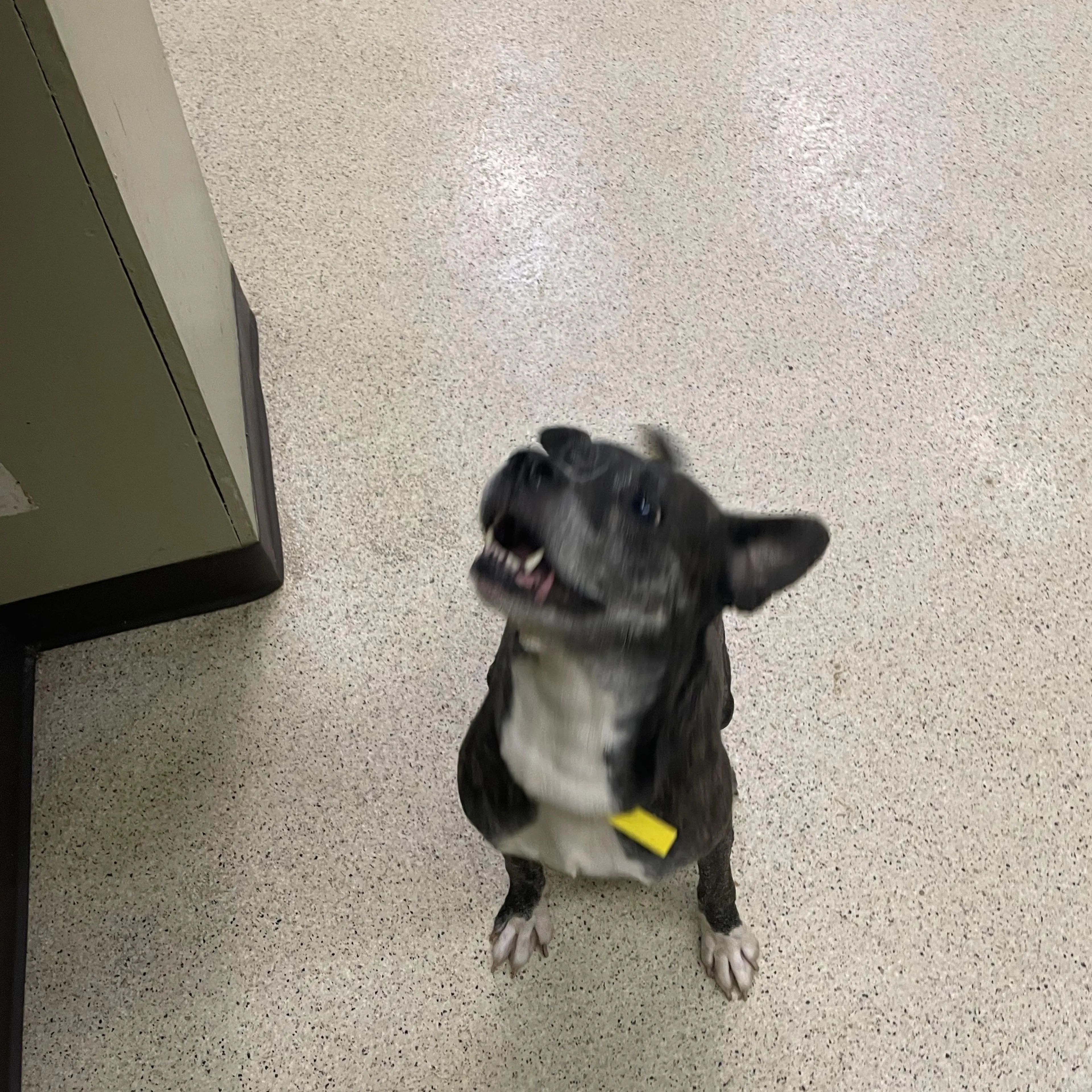 Found pet-1