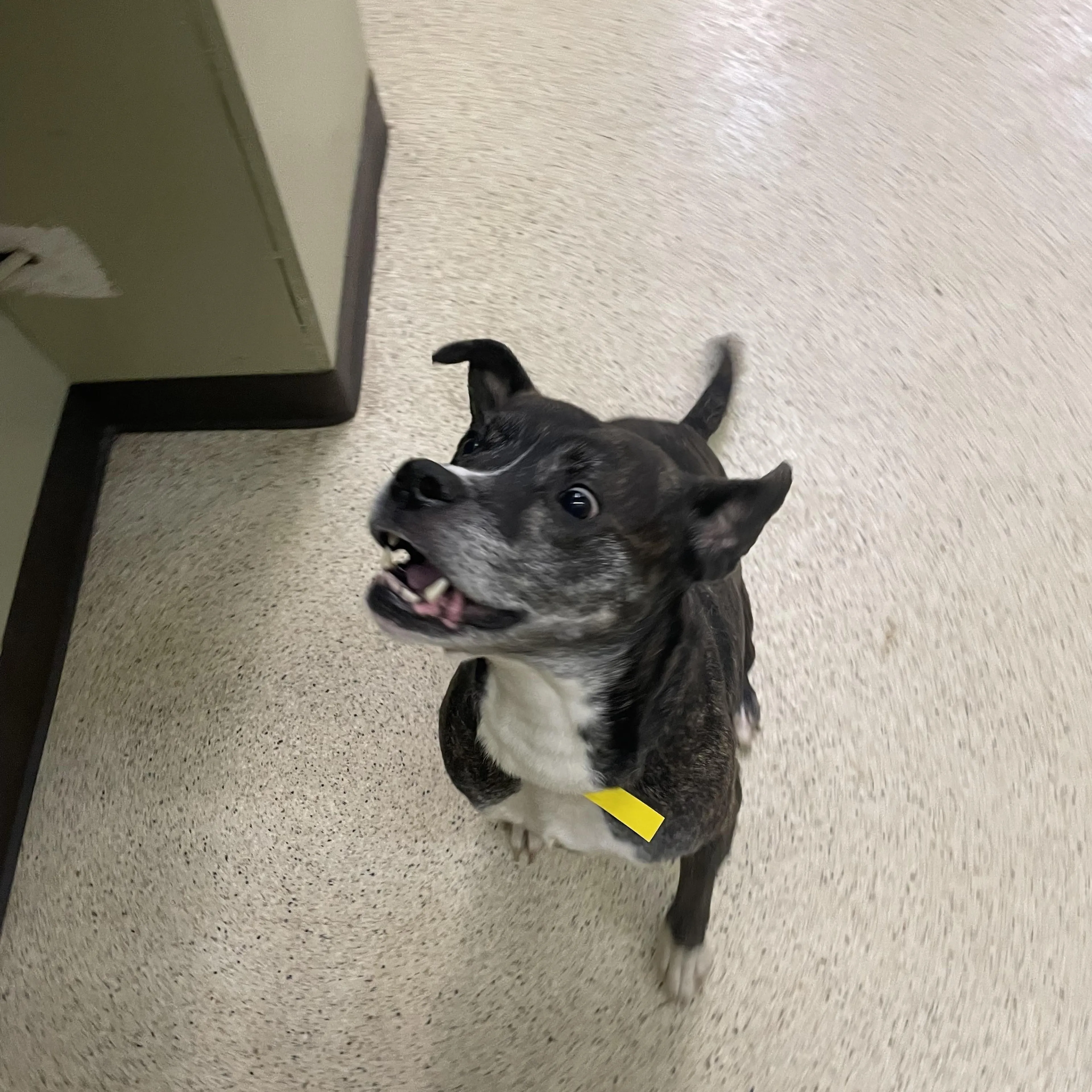 Found pet-2