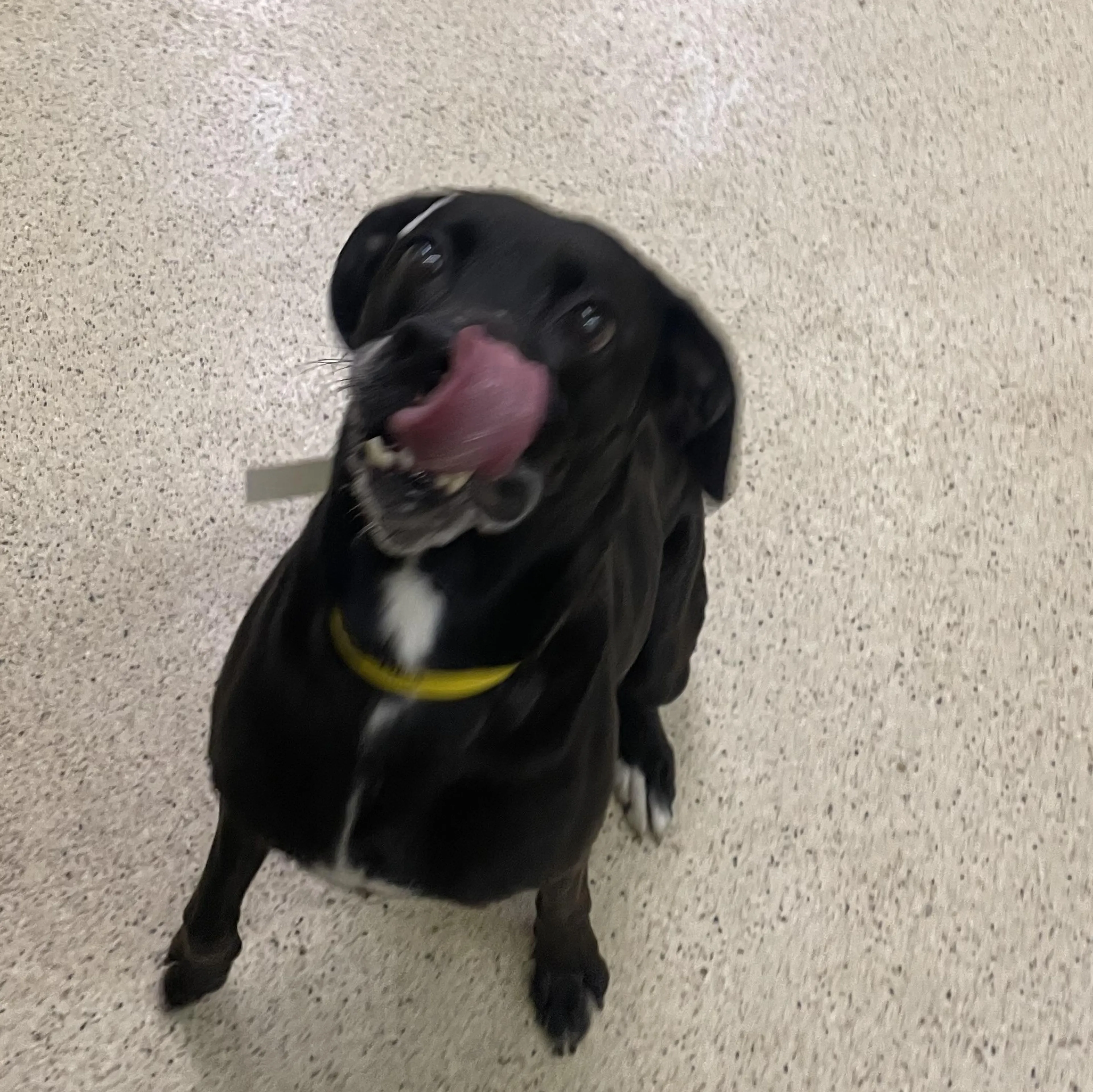 Found pet-2