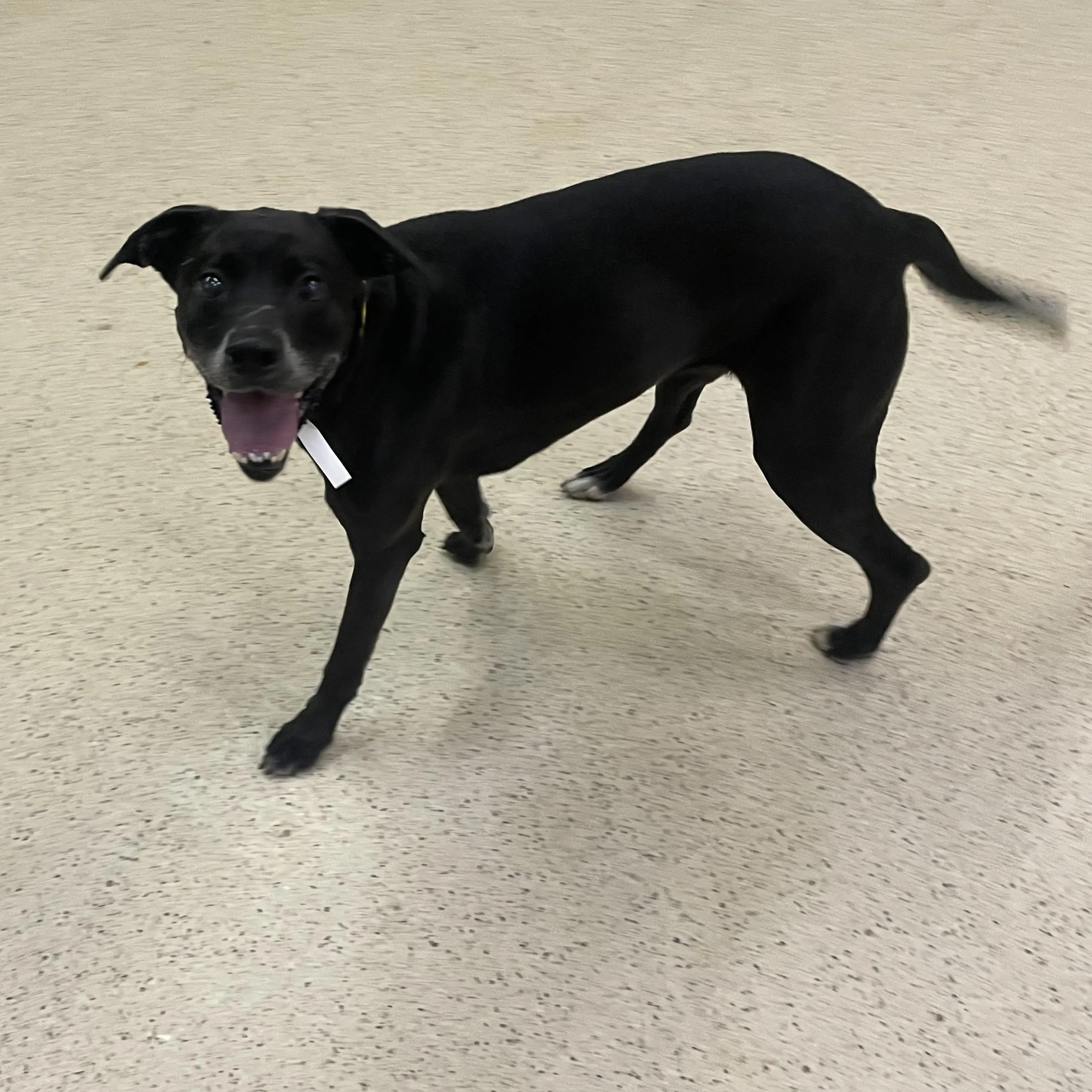Found pet-3