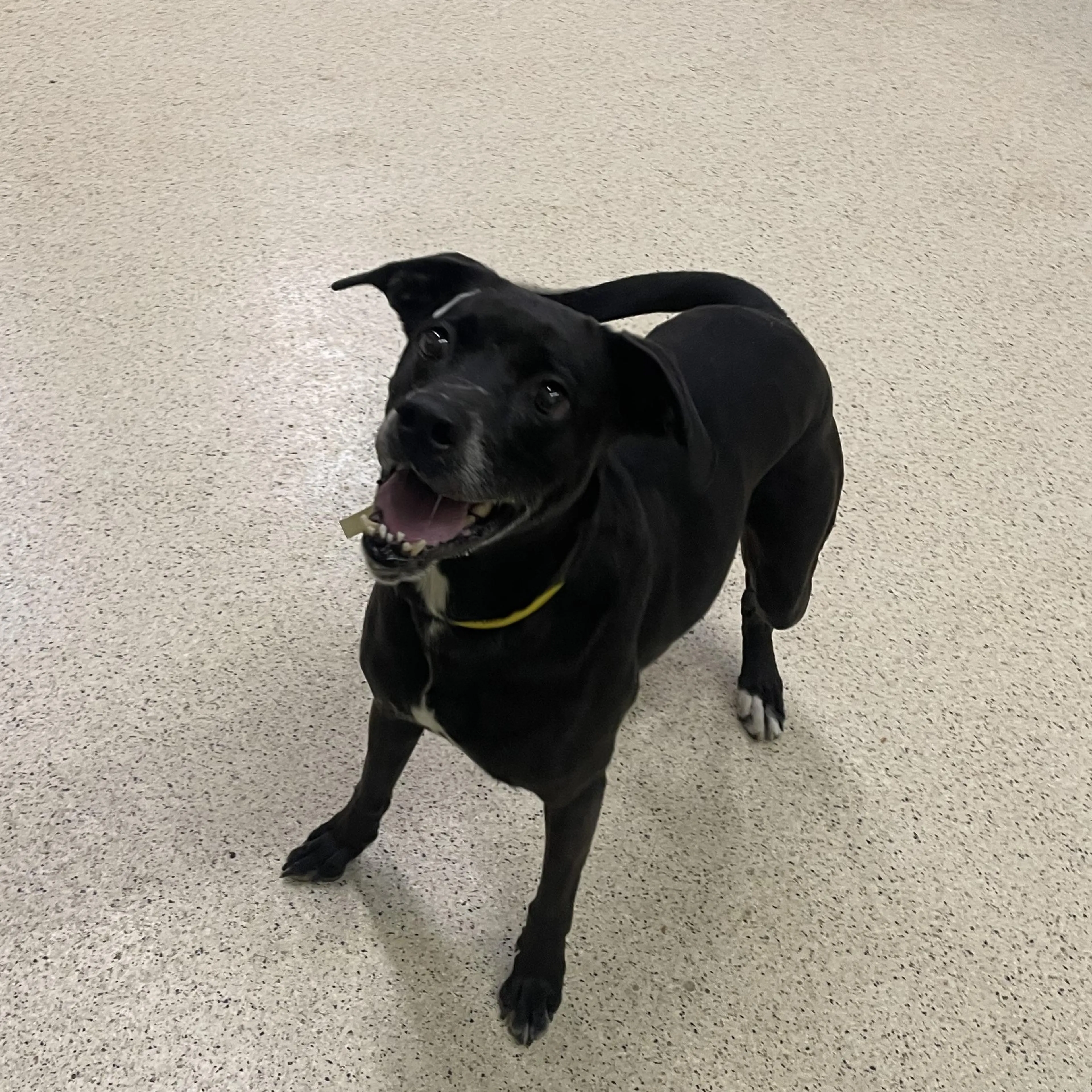 Found pet-4