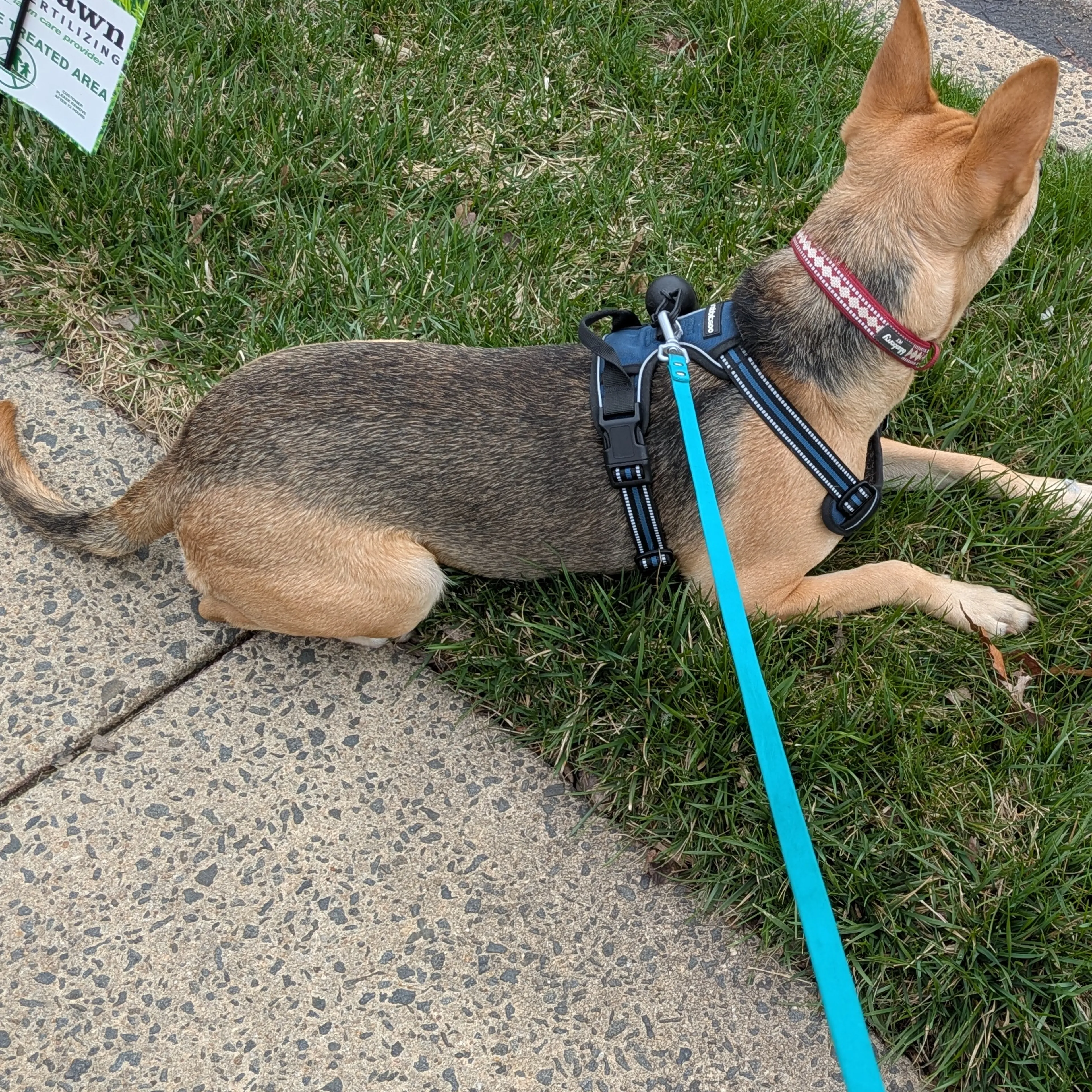 Lost pet-3