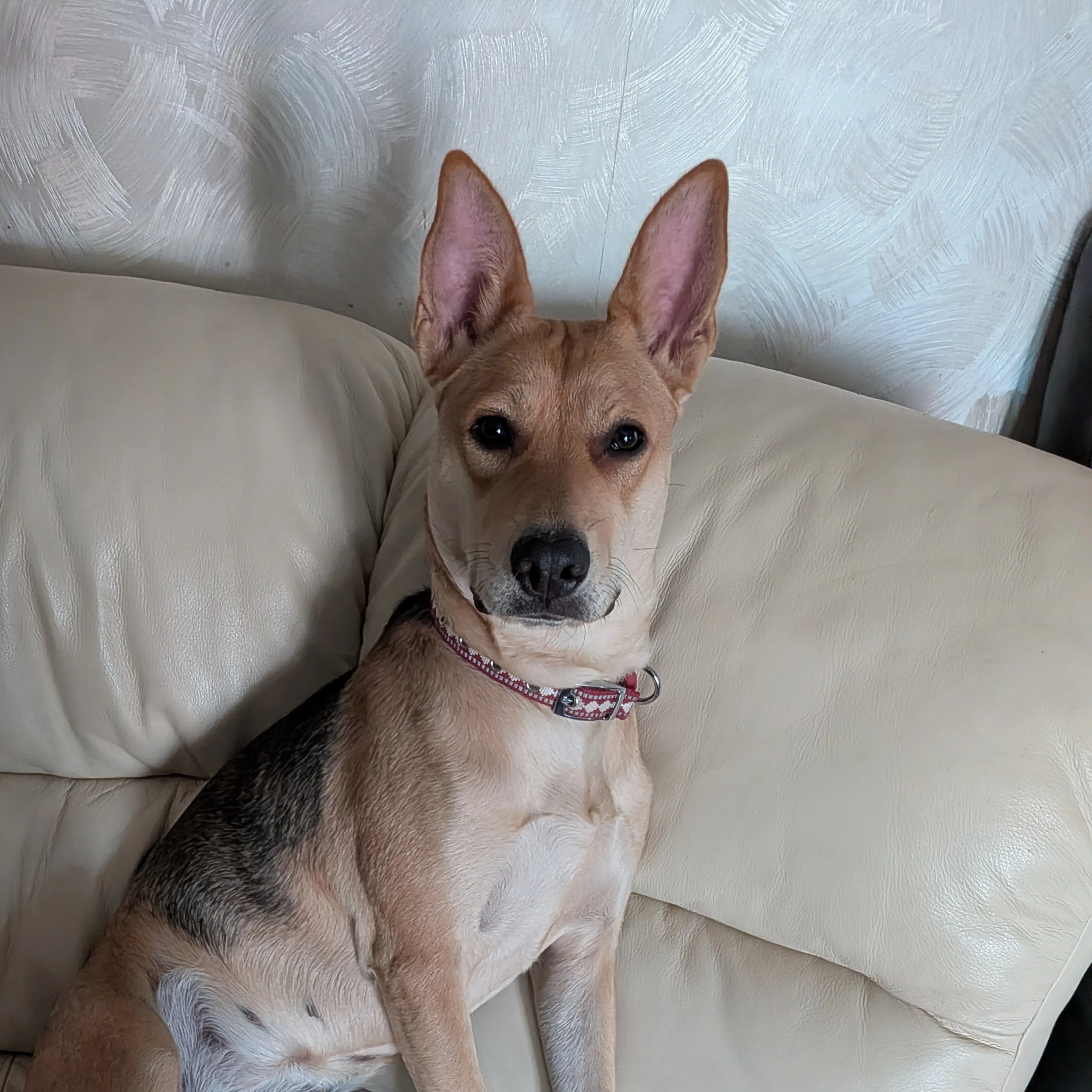 Lost pet-2