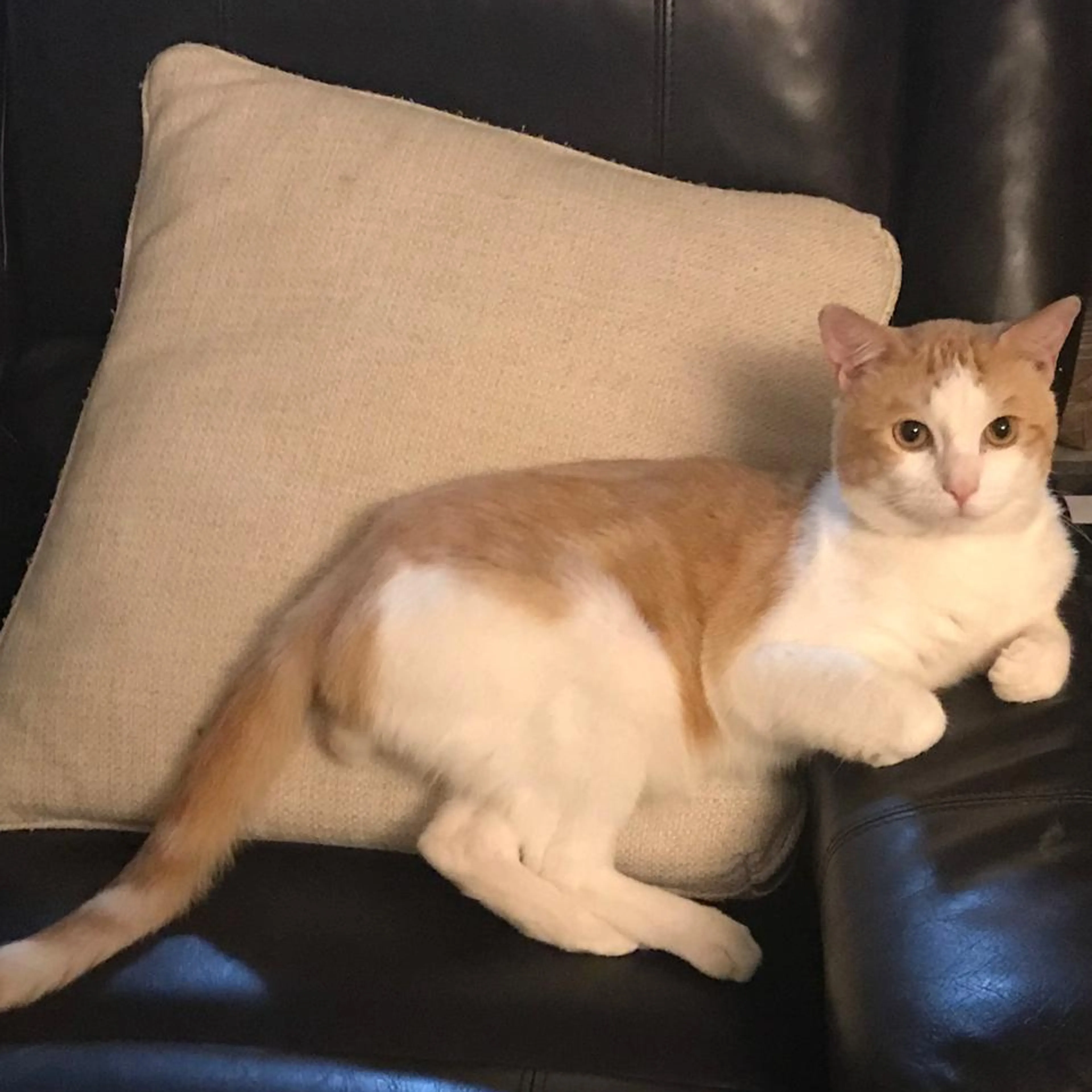 Lost pet-1