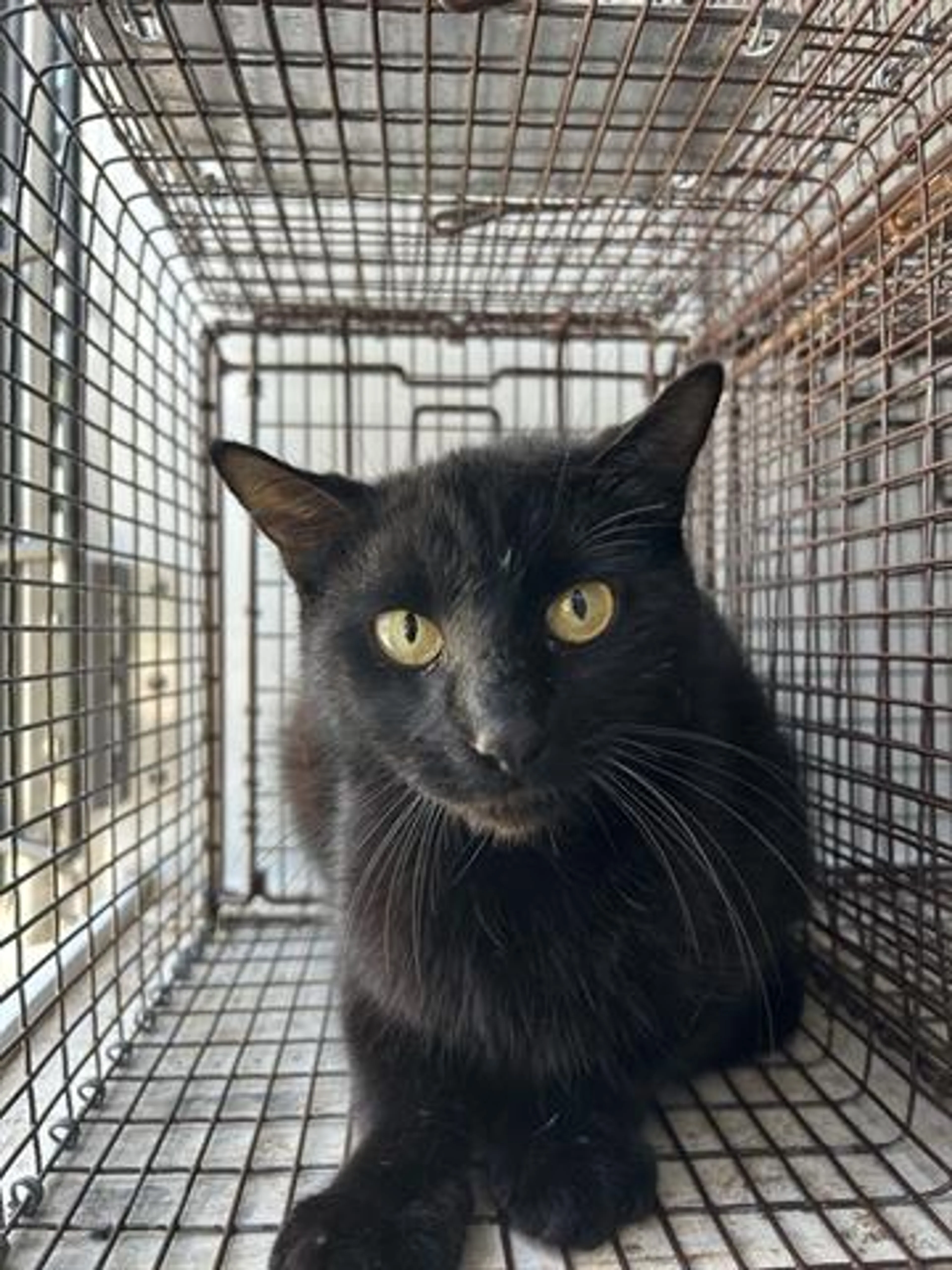 Found pet