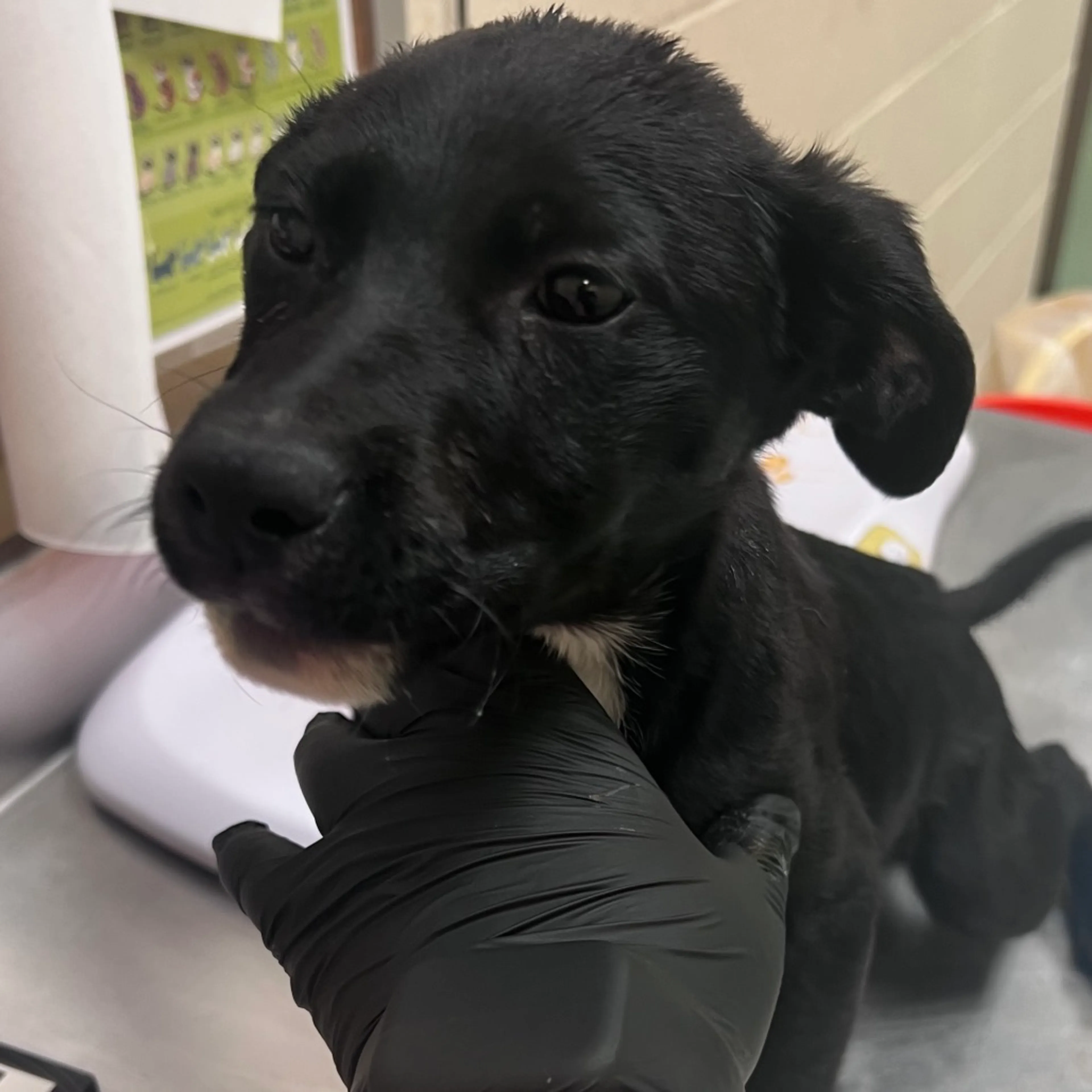 Found pet-1