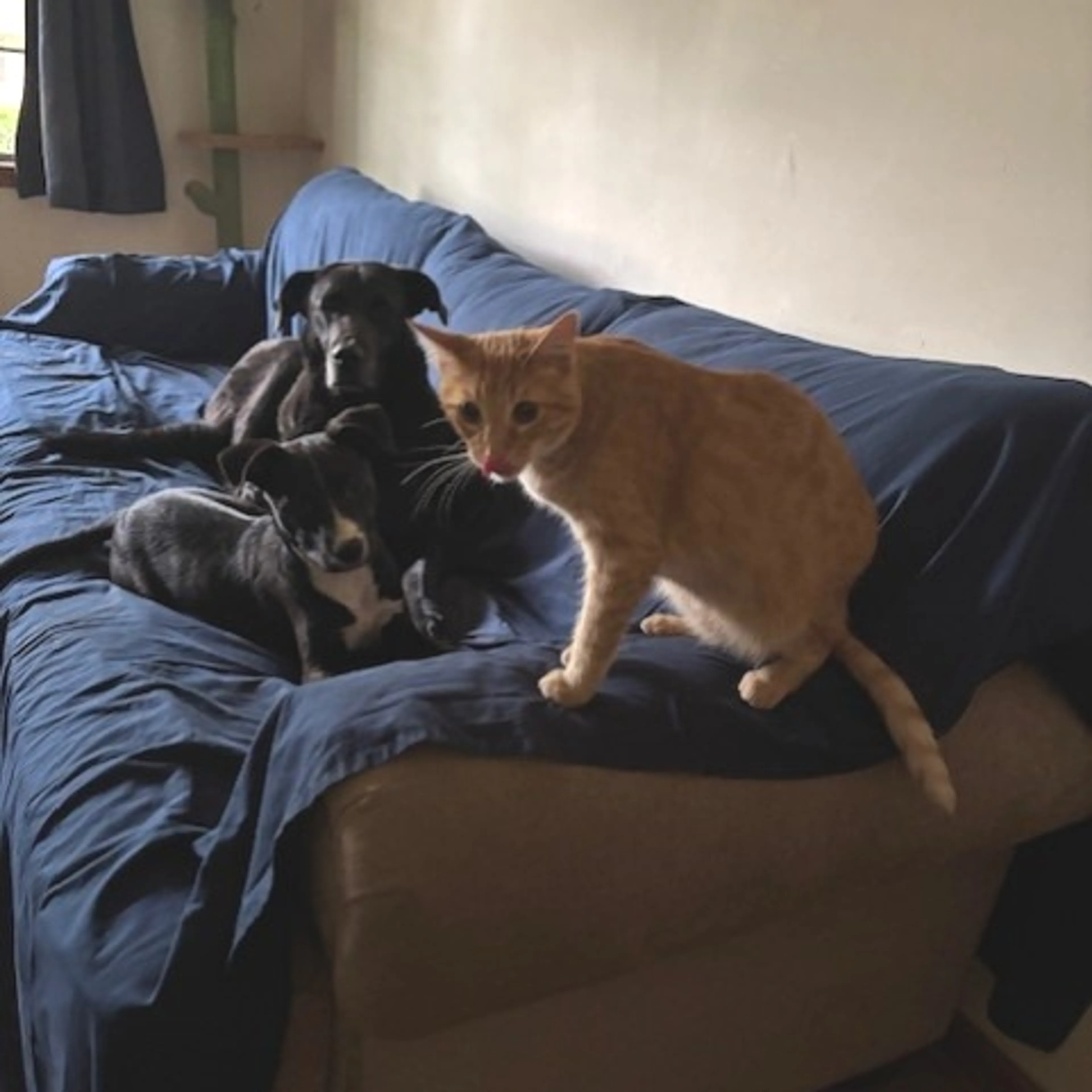Found pet-5