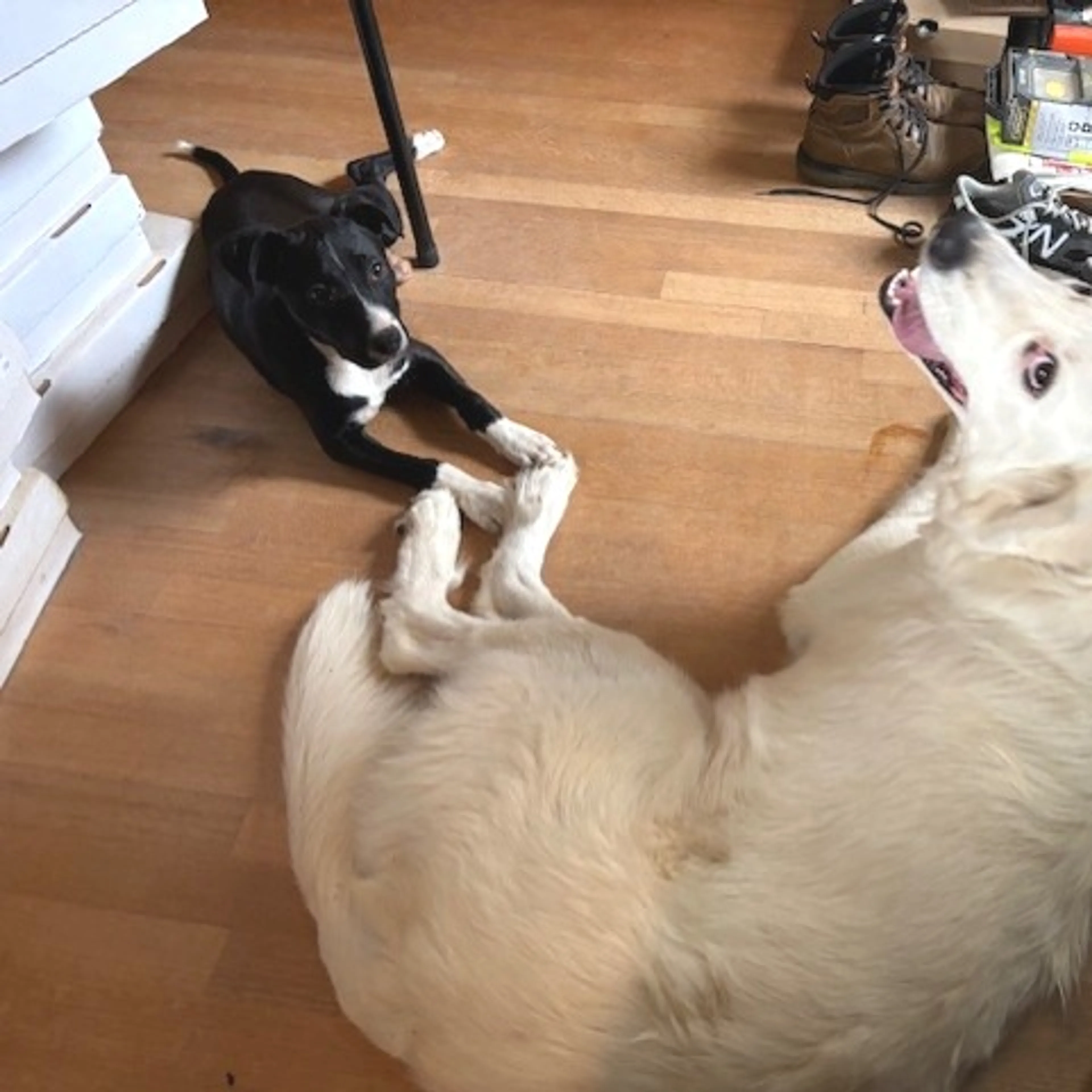 Found pet-6