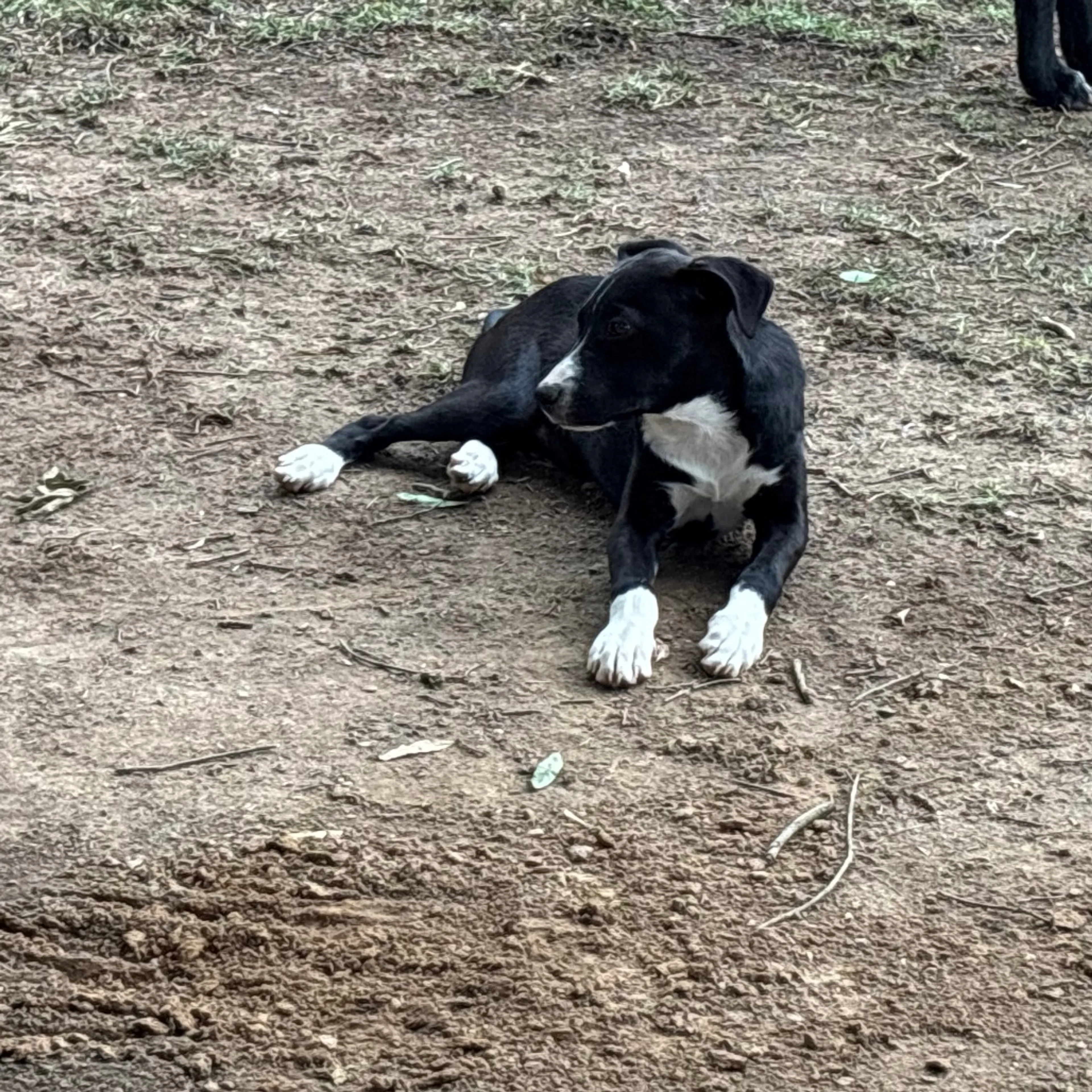 Found pet-7