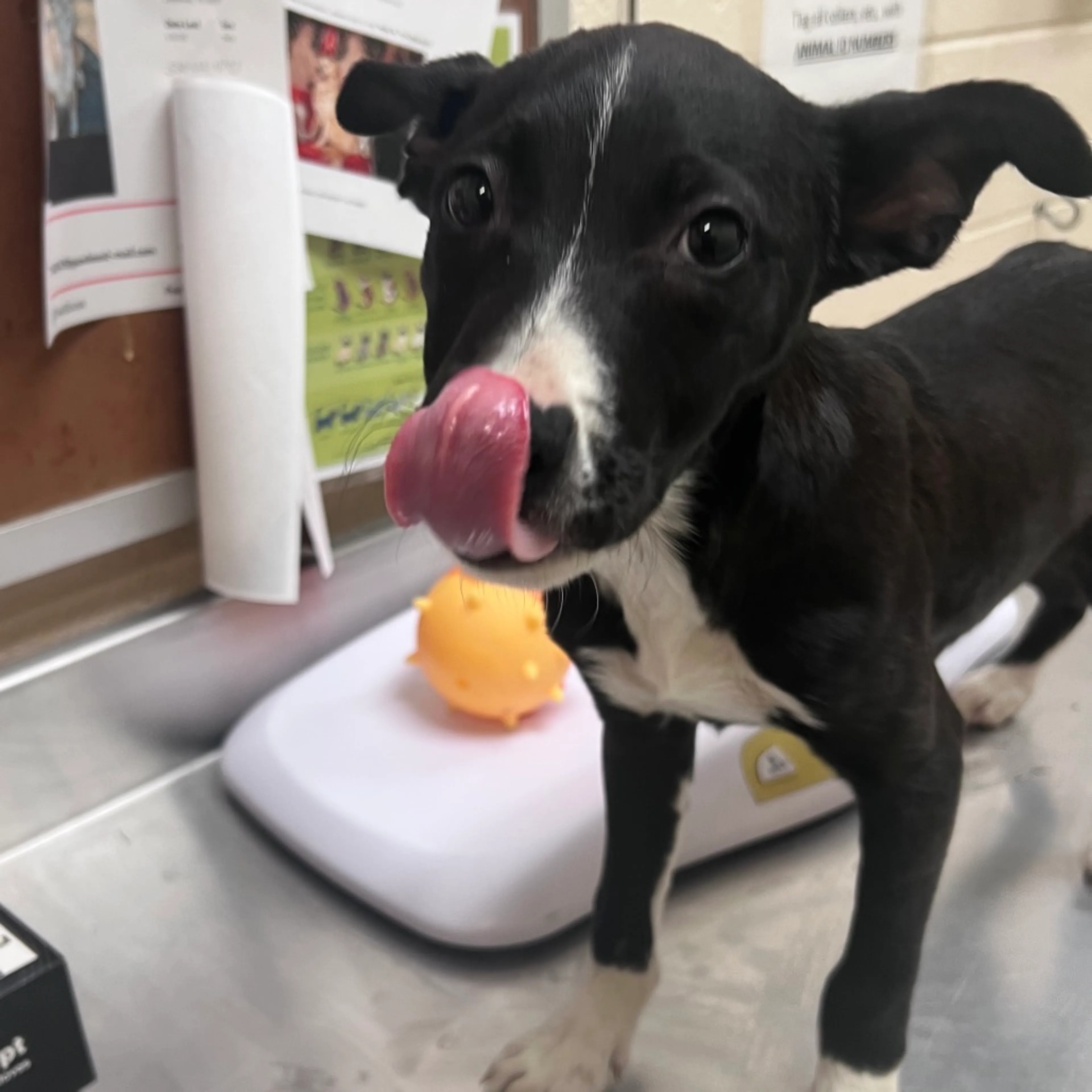 Found pet-1
