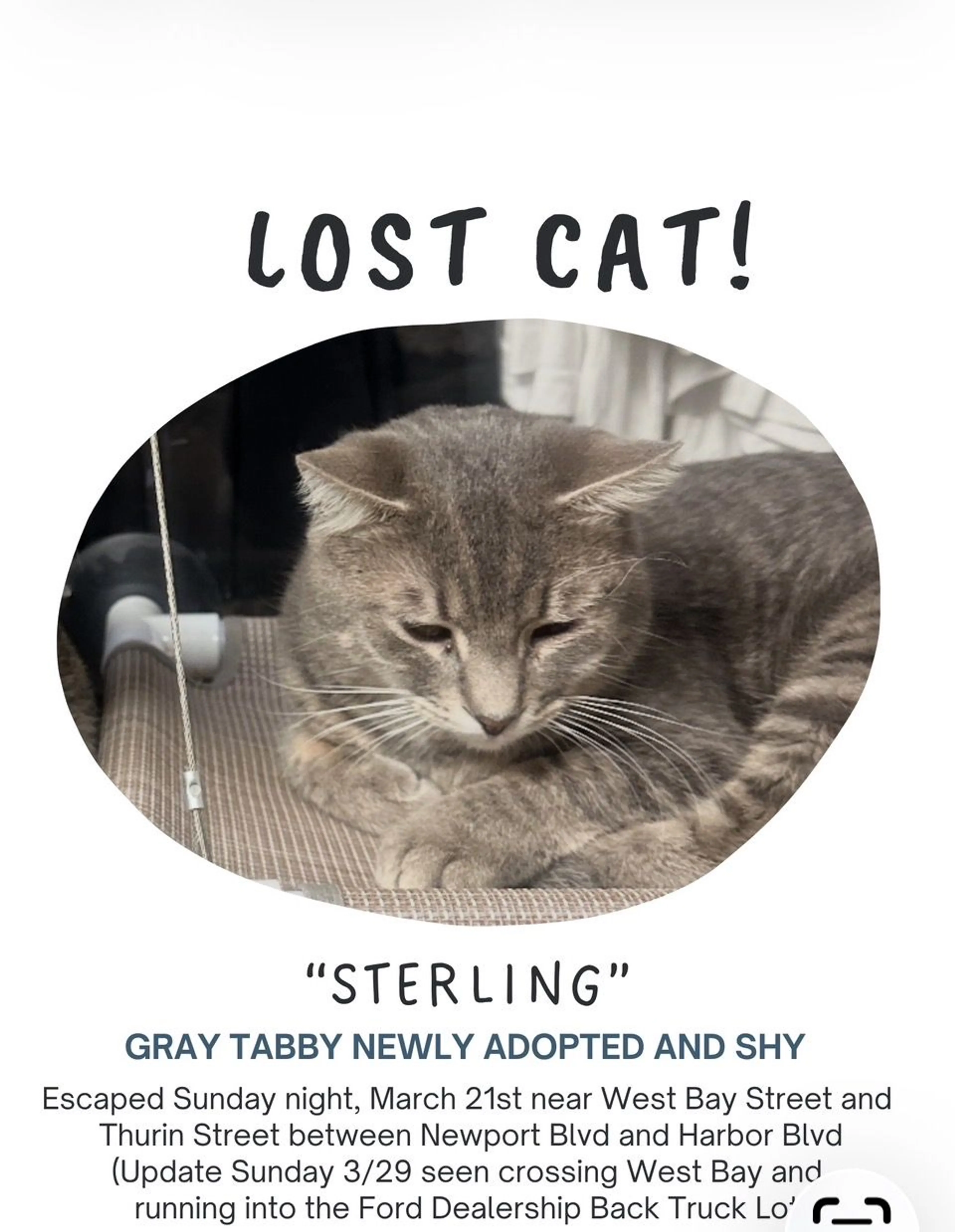 Lost pet